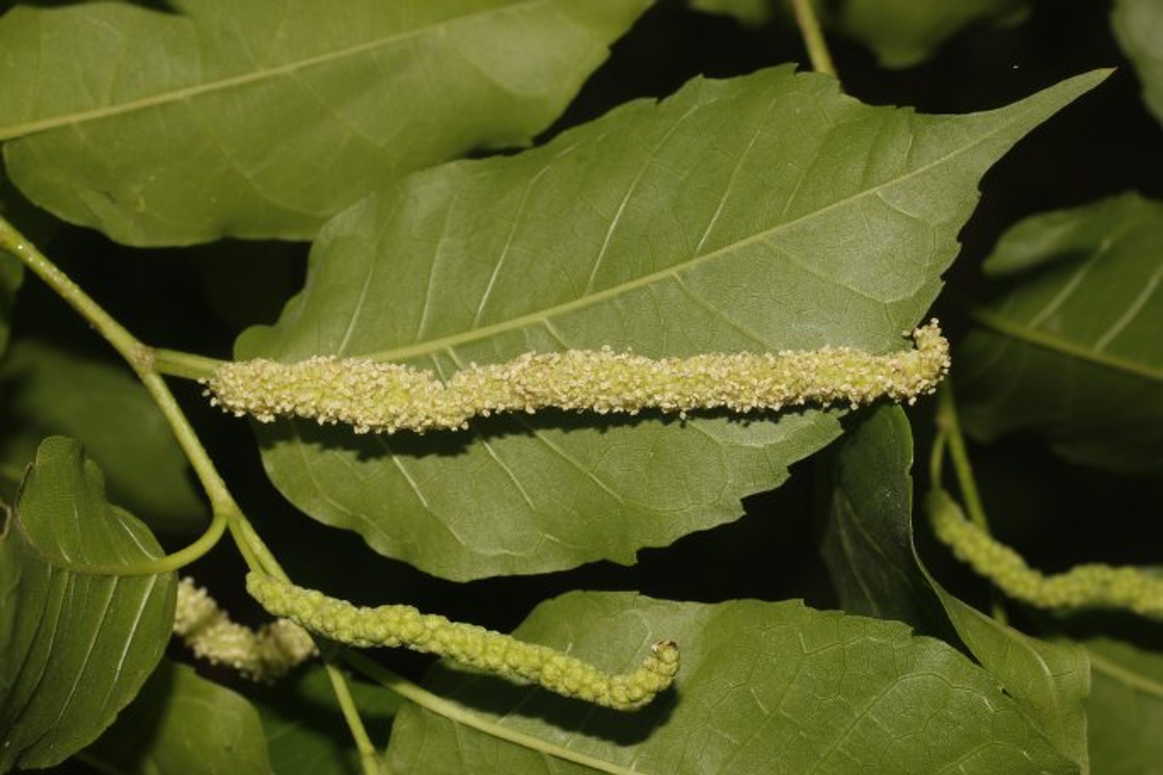 Maclura tinctoria - 68