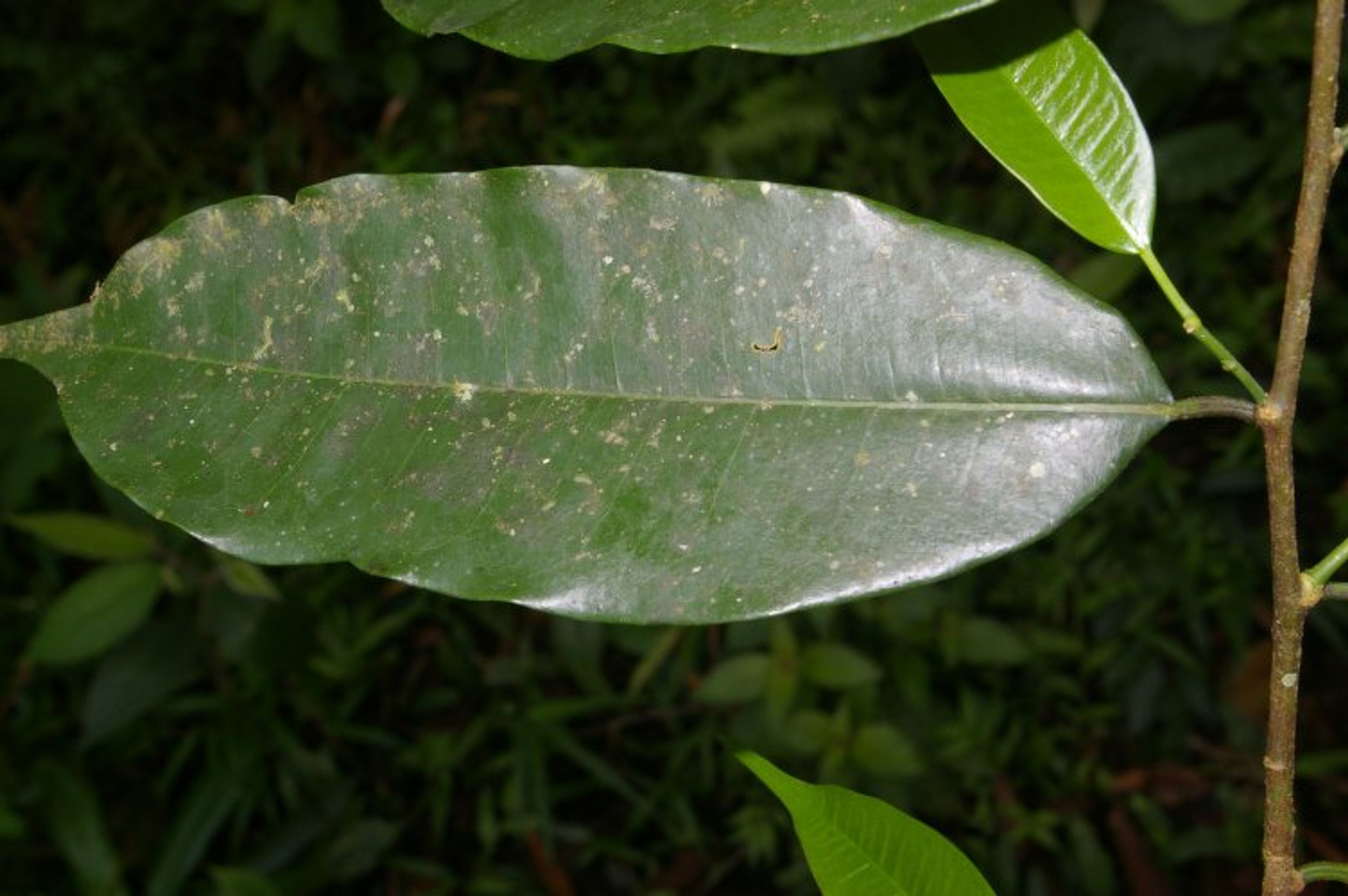 Clarisia racemosa - 38
