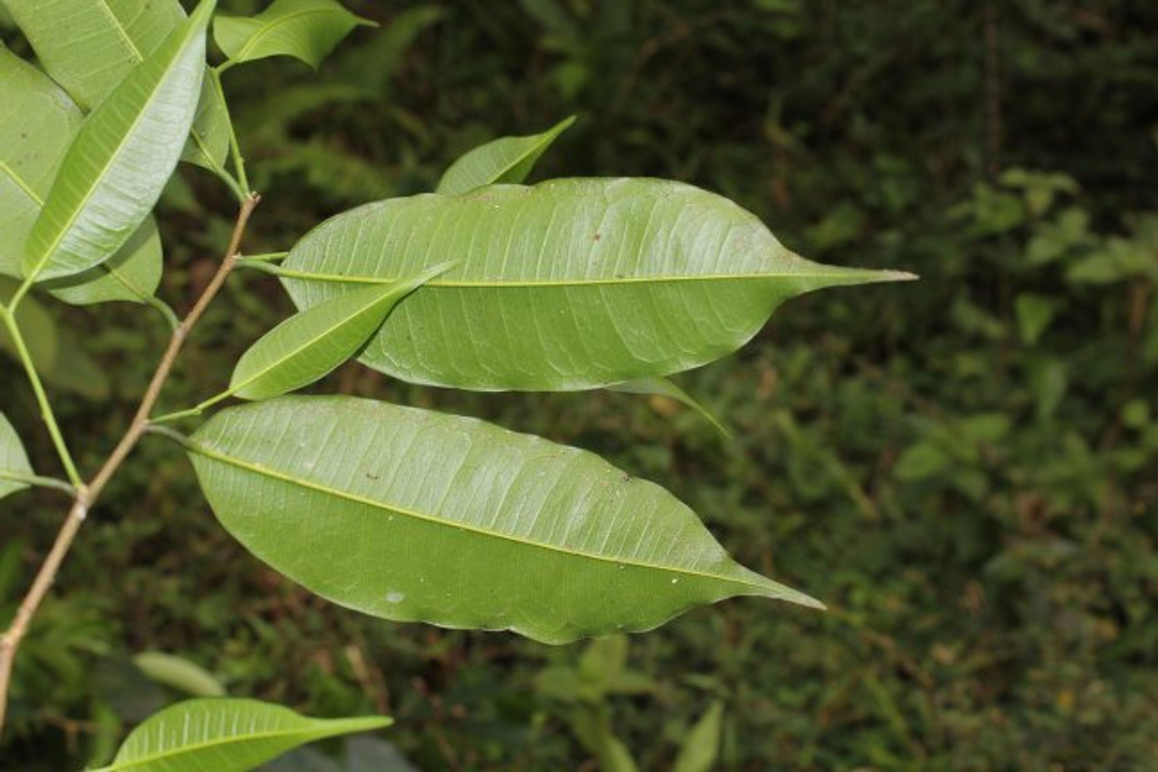 Clarisia racemosa - 52
