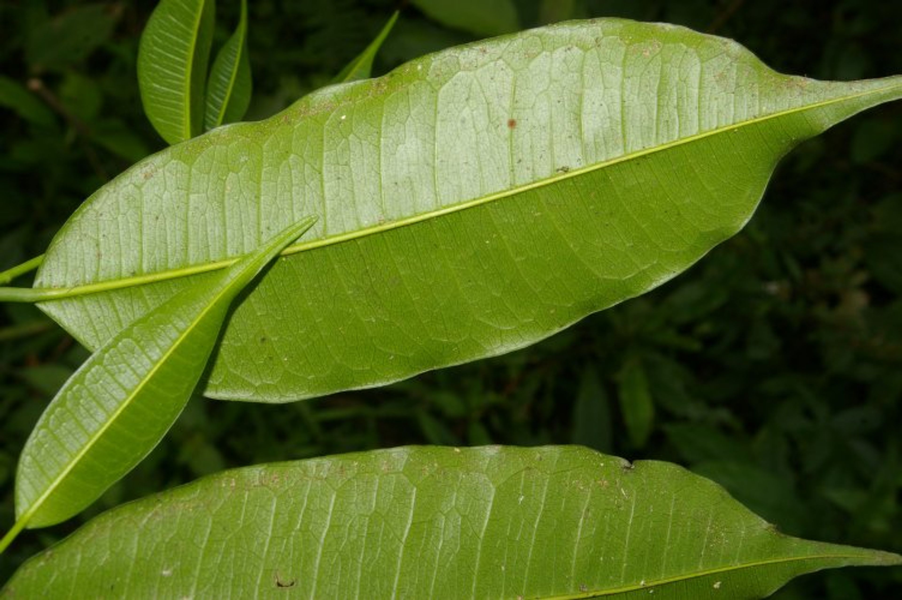 Clarisia racemosa - 76