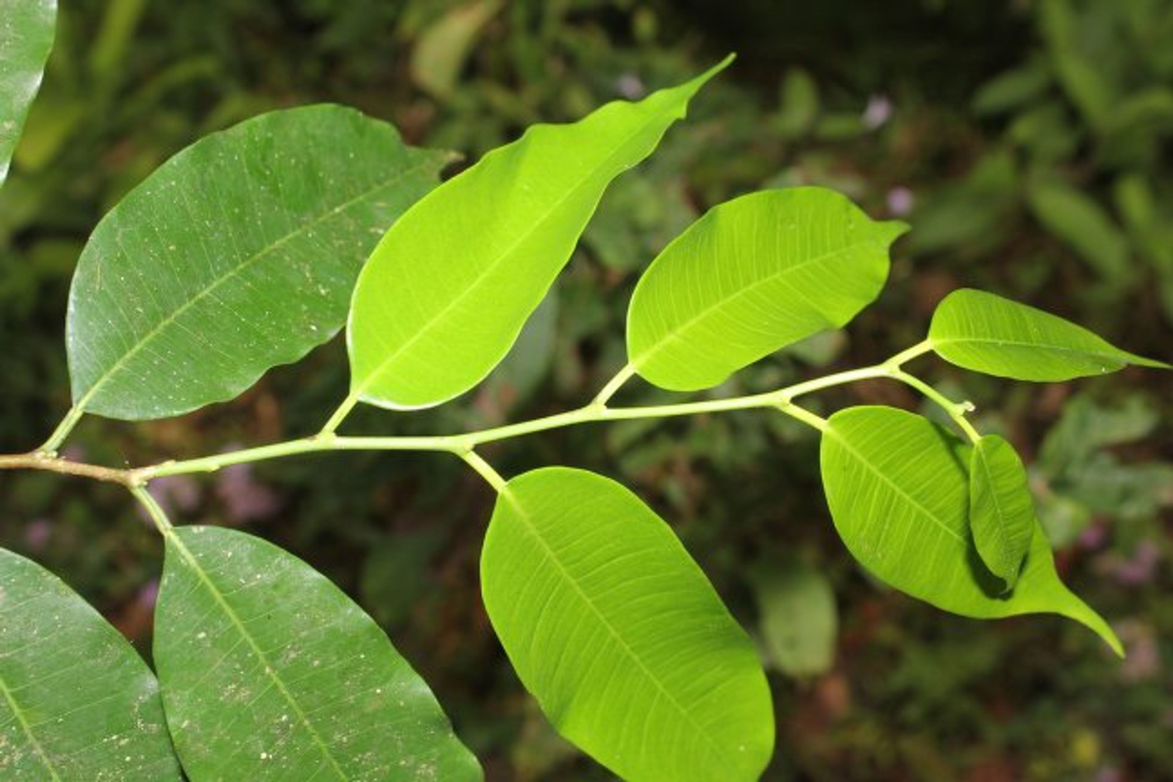Clarisia racemosa - 20