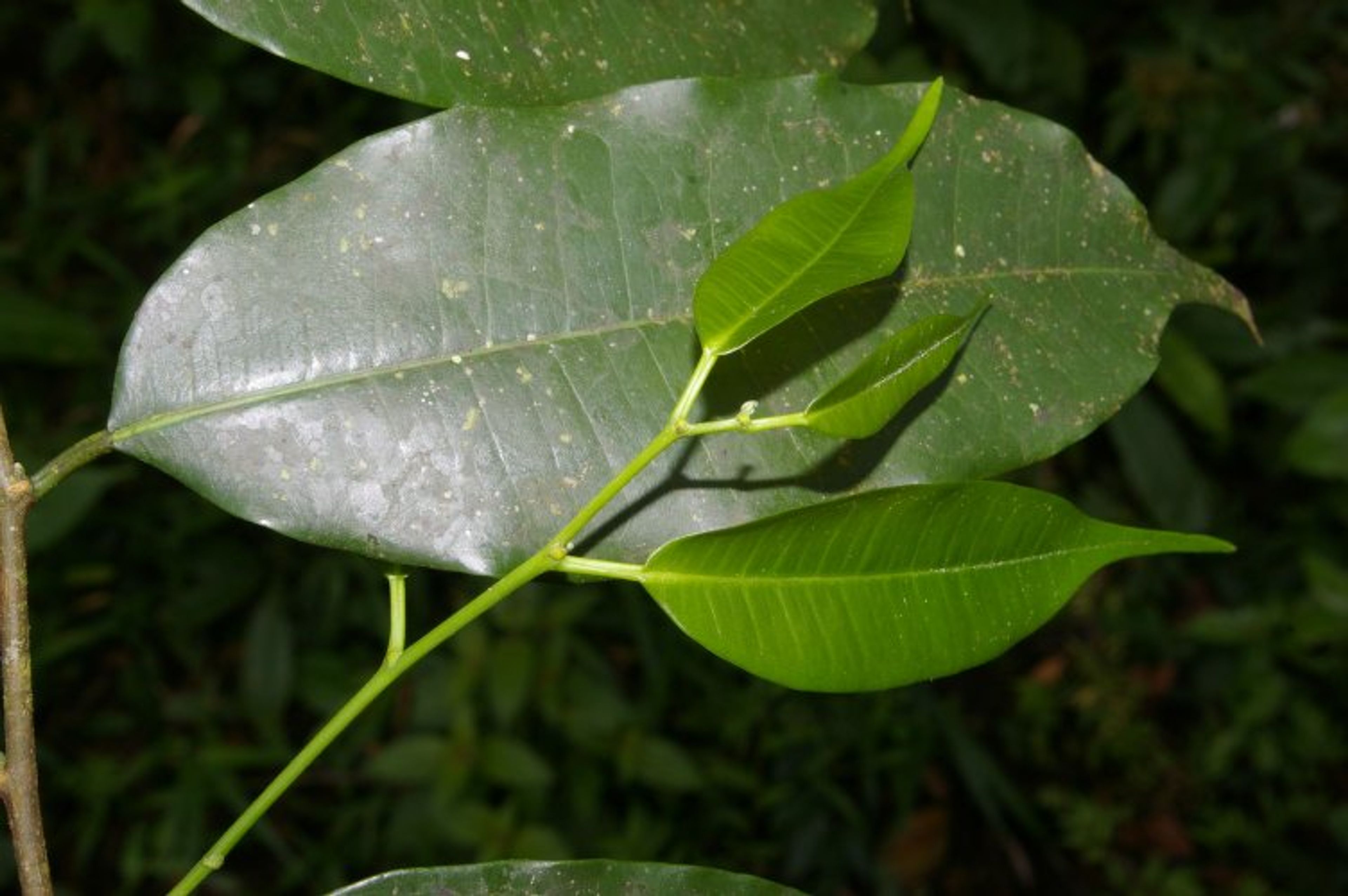 Clarisia racemosa - 107