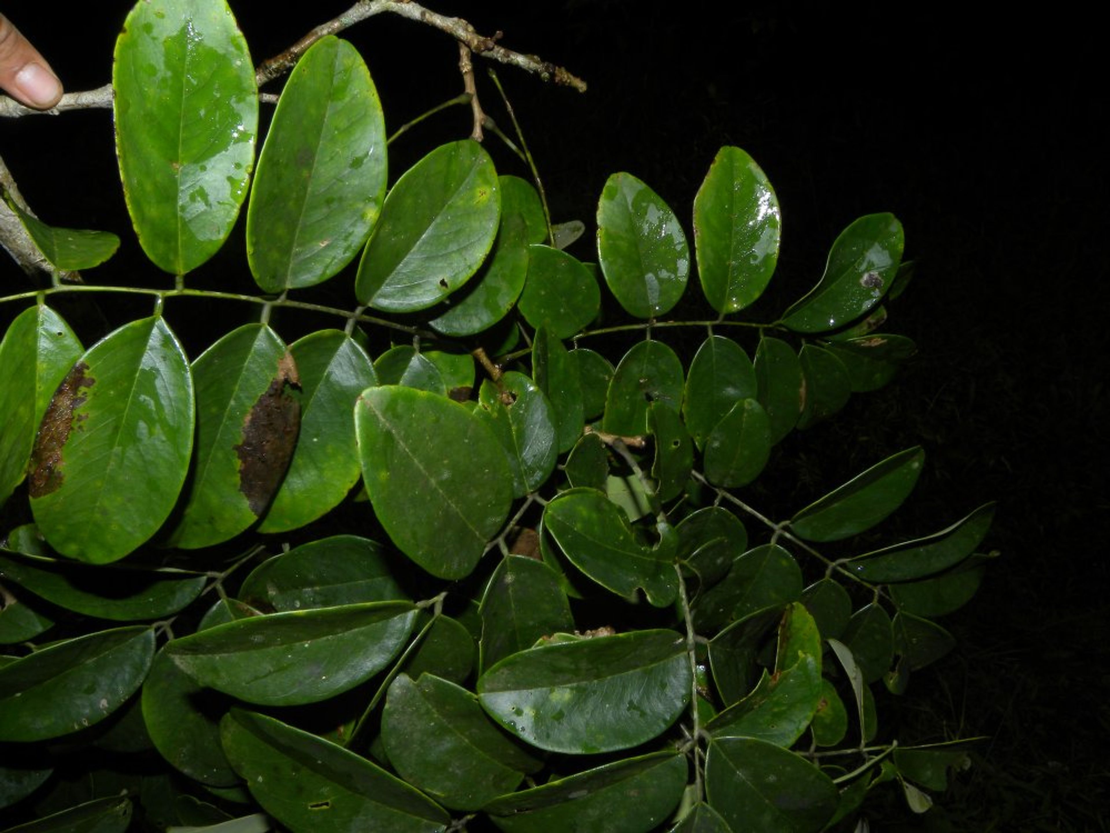 Dalbergia retusa - 67
