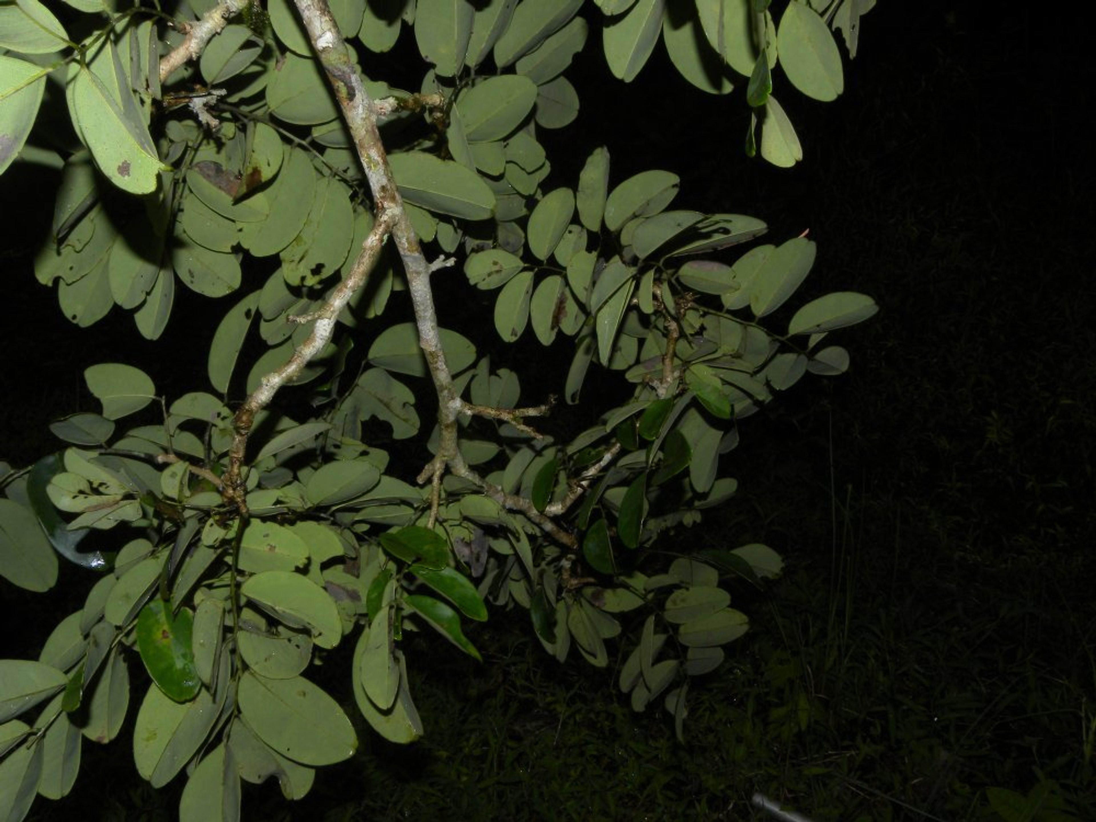 Dalbergia retusa - 114
