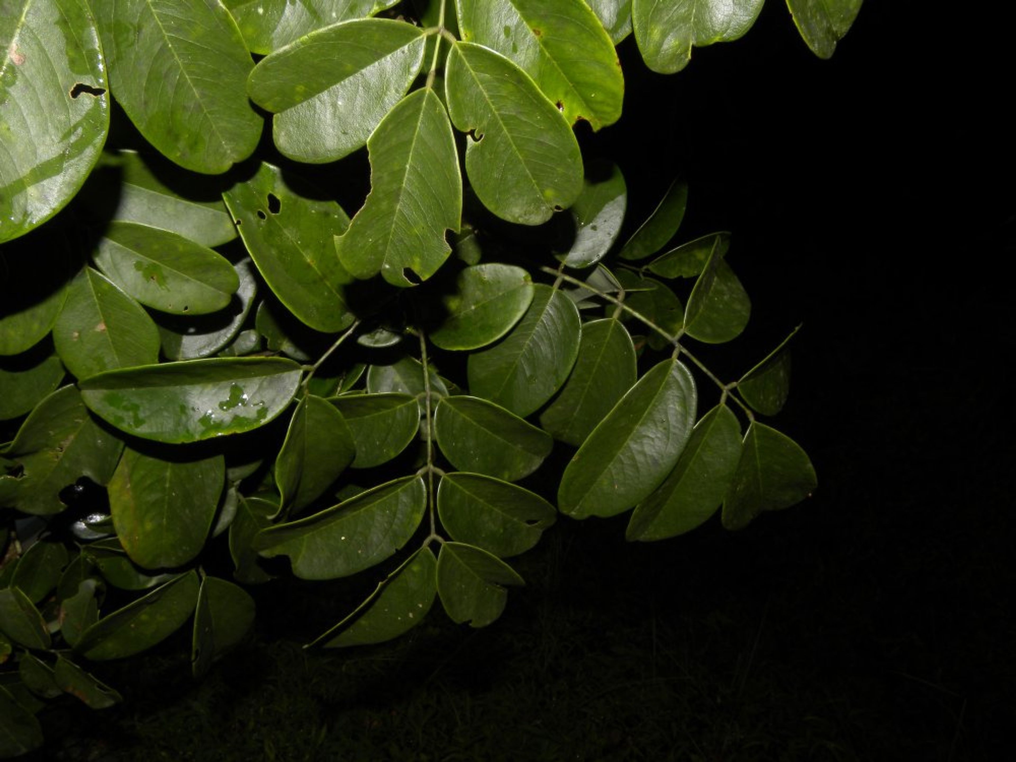 Dalbergia retusa - 103