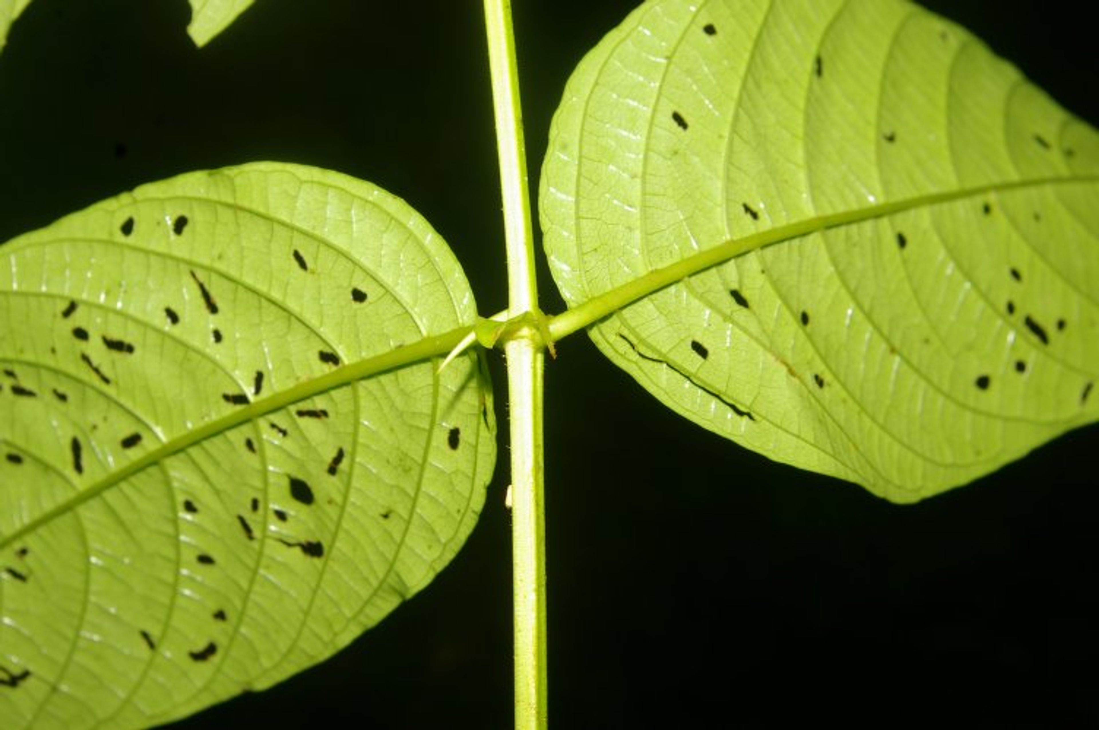 Uncaria tomentosa - 79