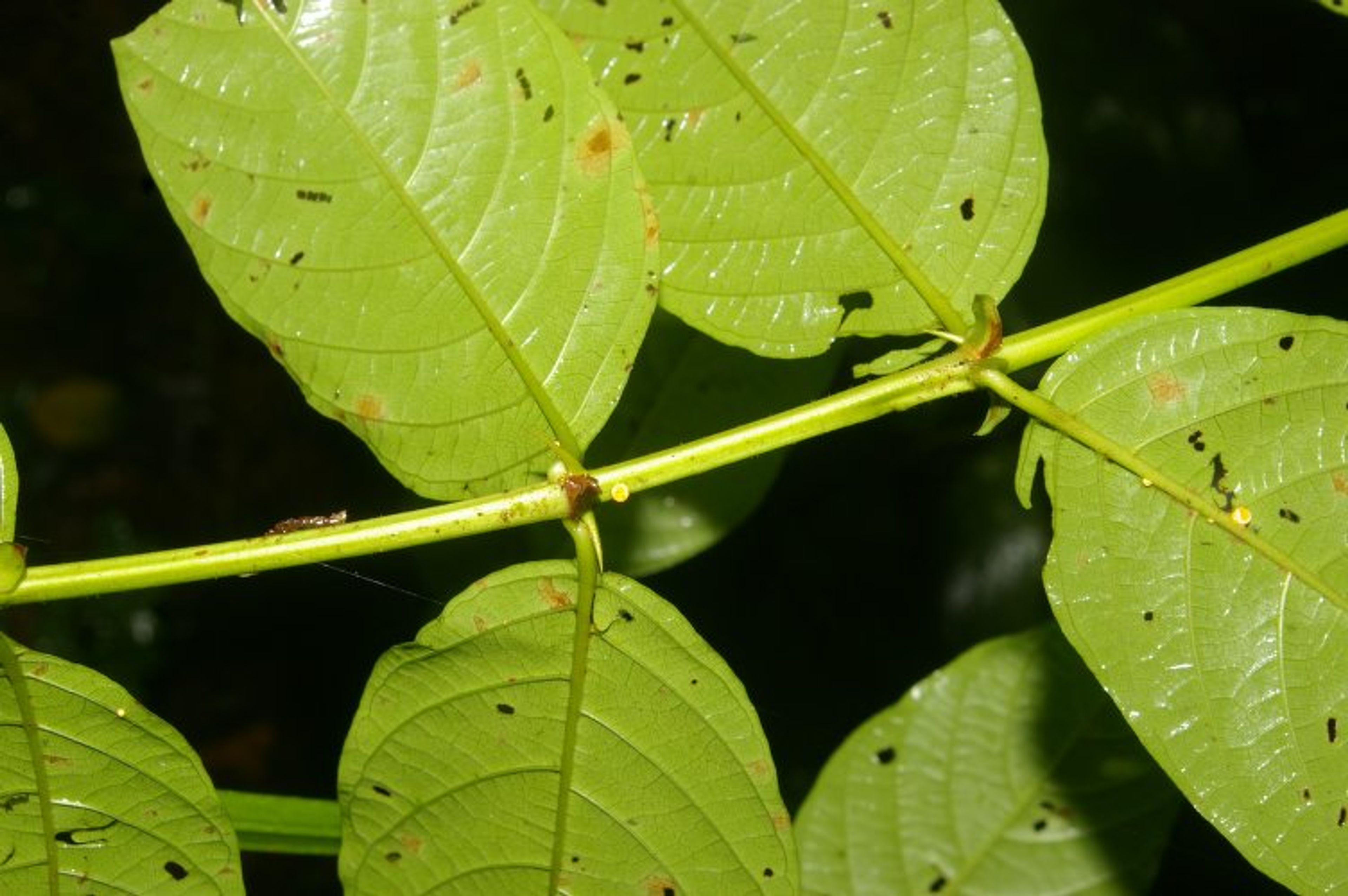 Uncaria tomentosa - 44