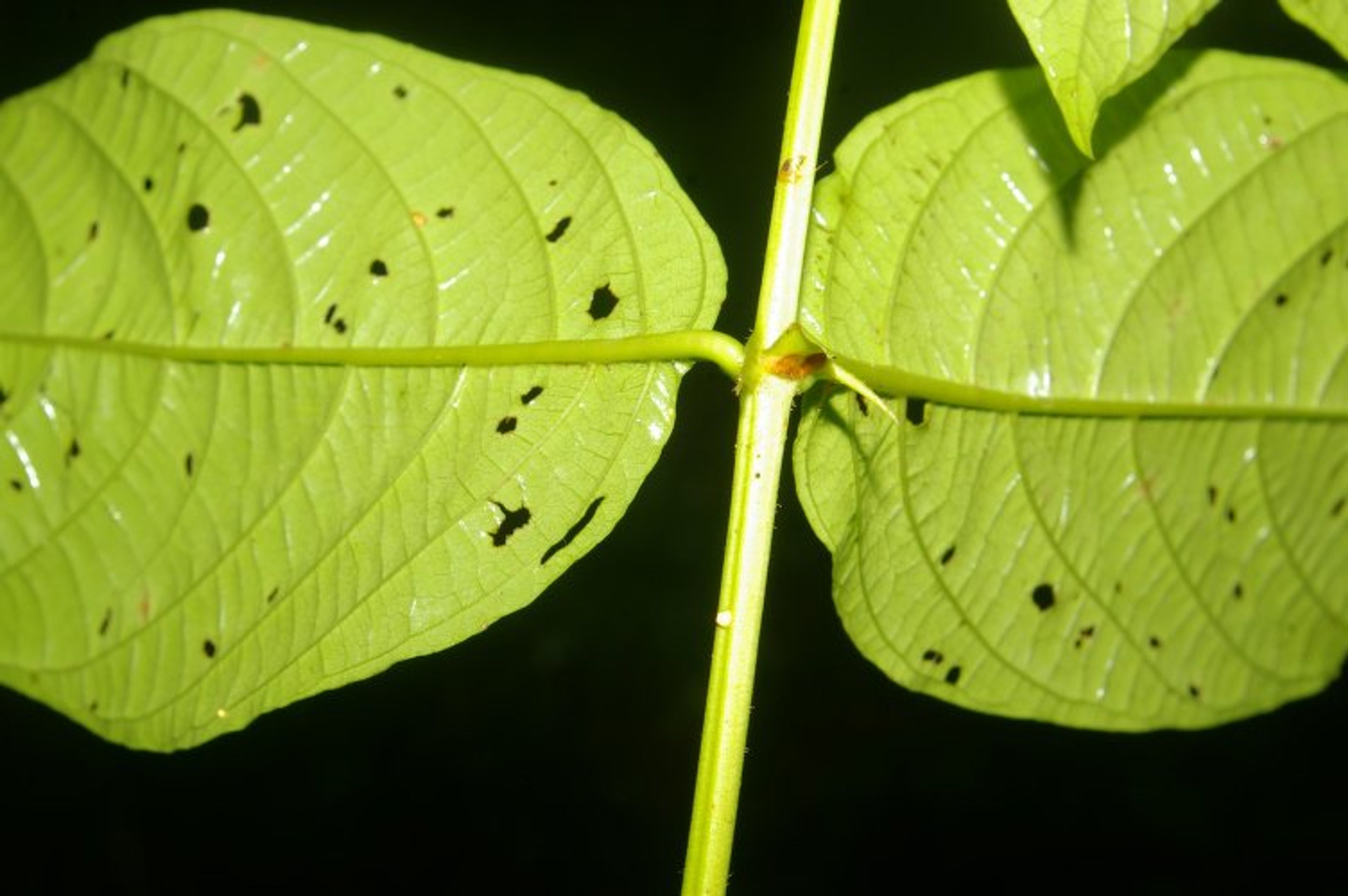 Uncaria tomentosa - 124