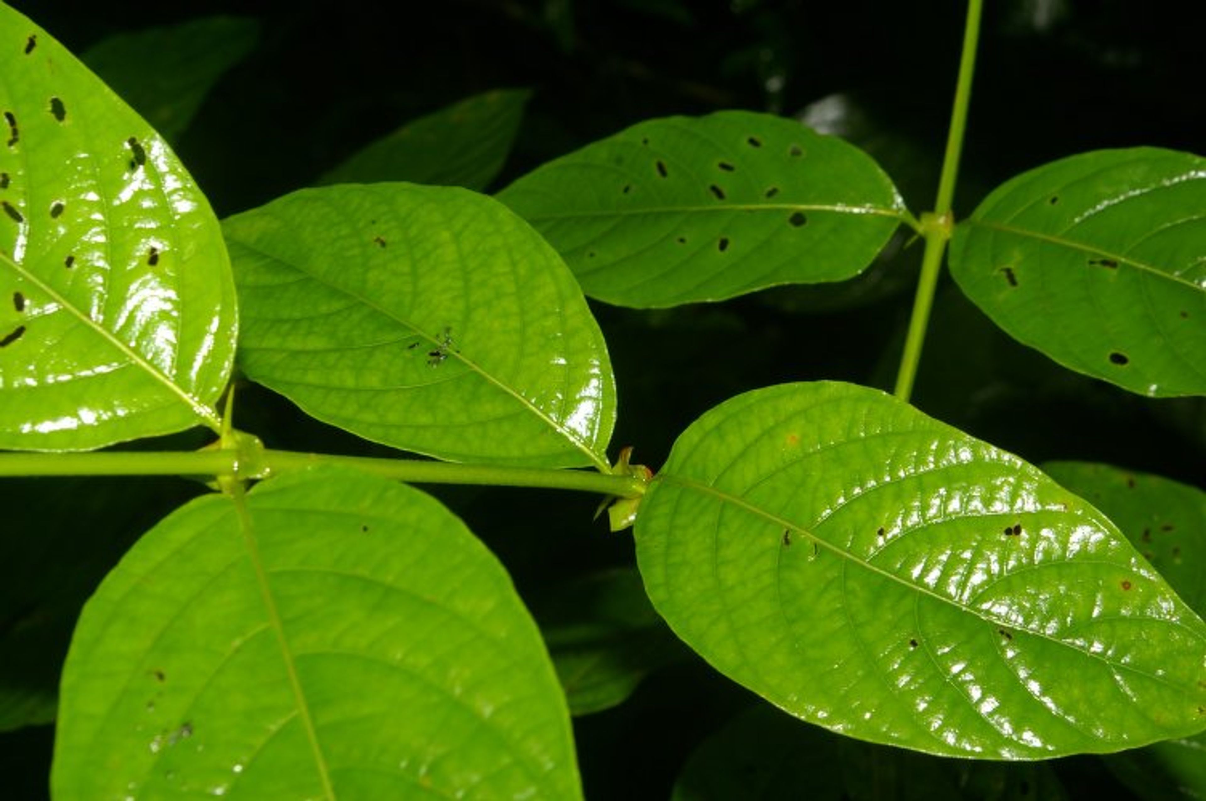 Uncaria tomentosa - 46