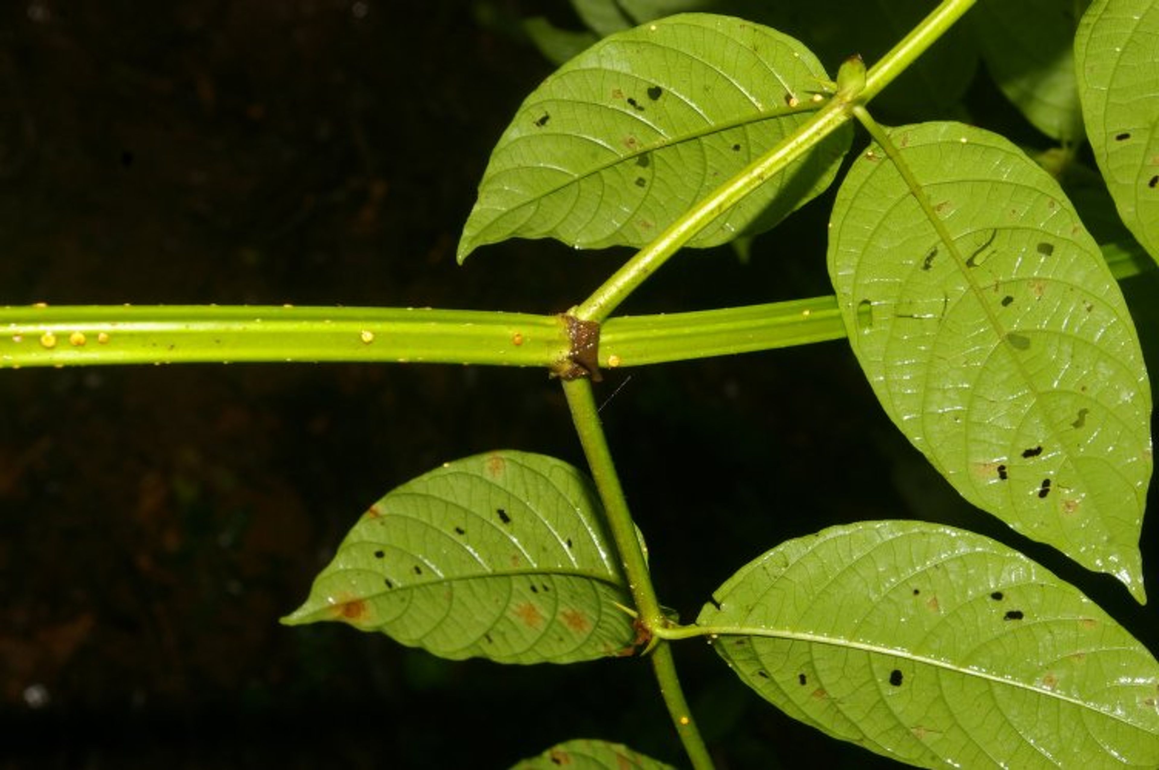 Uncaria tomentosa - 37