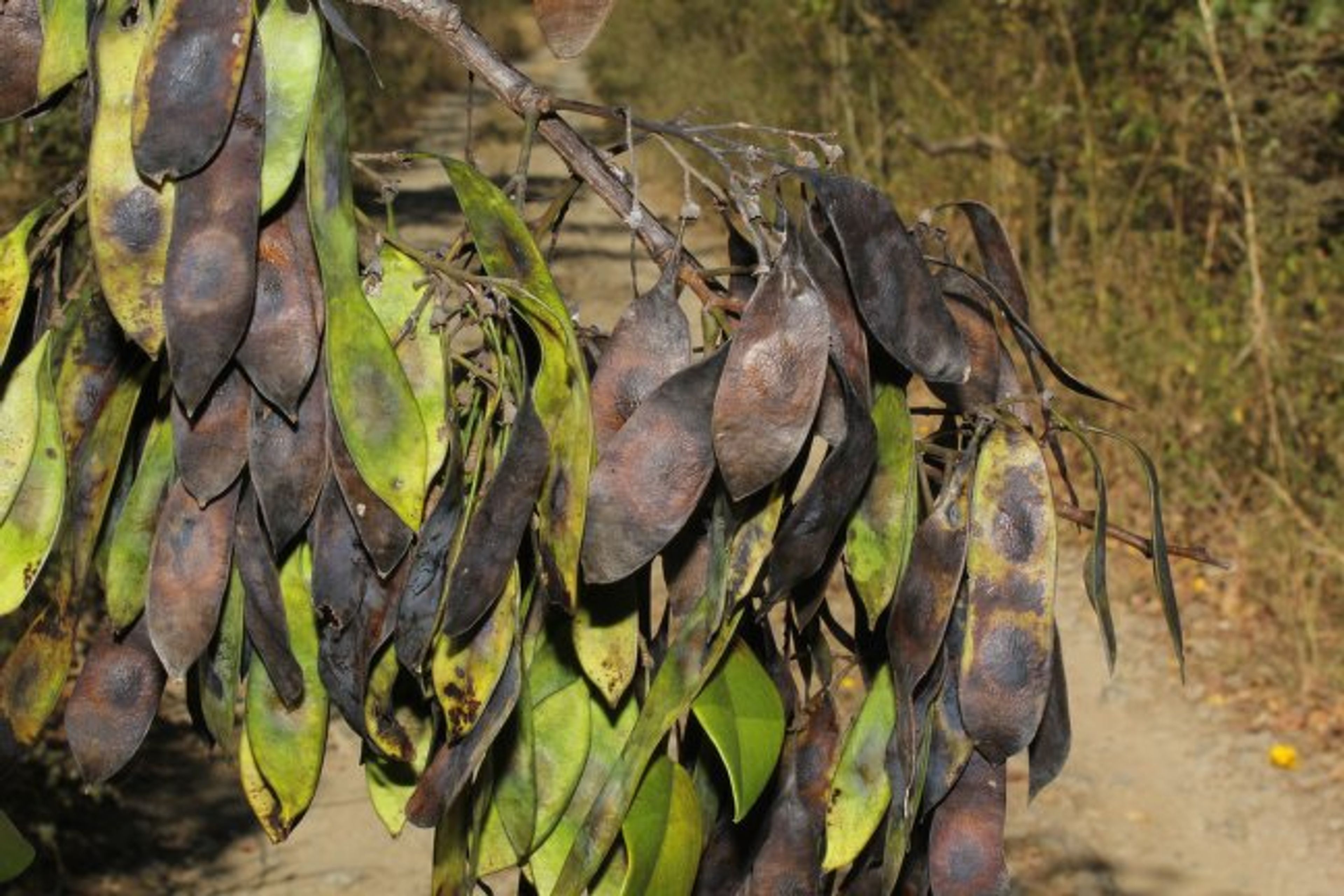 Dalbergia retusa - 124
