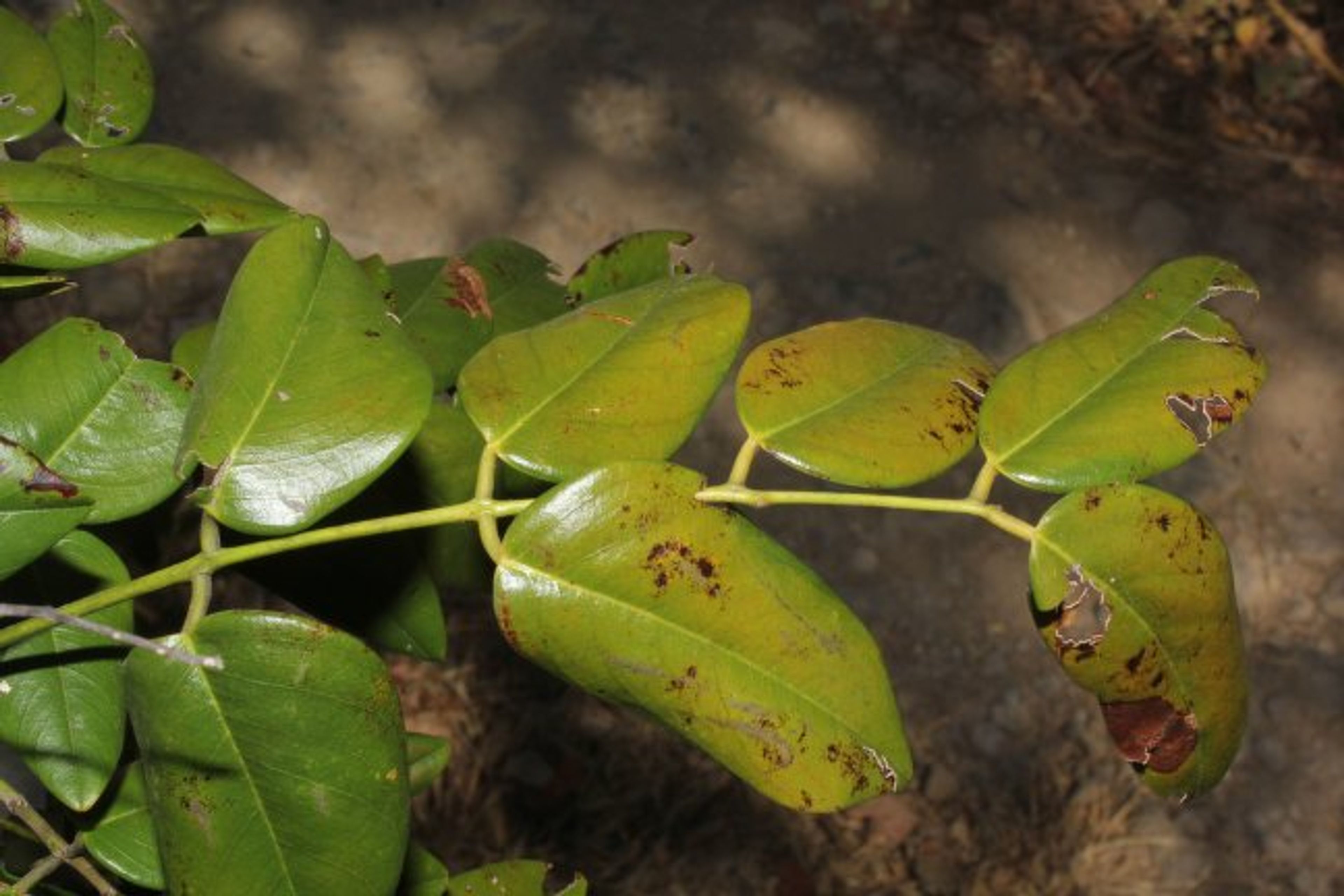 Dalbergia retusa - 24