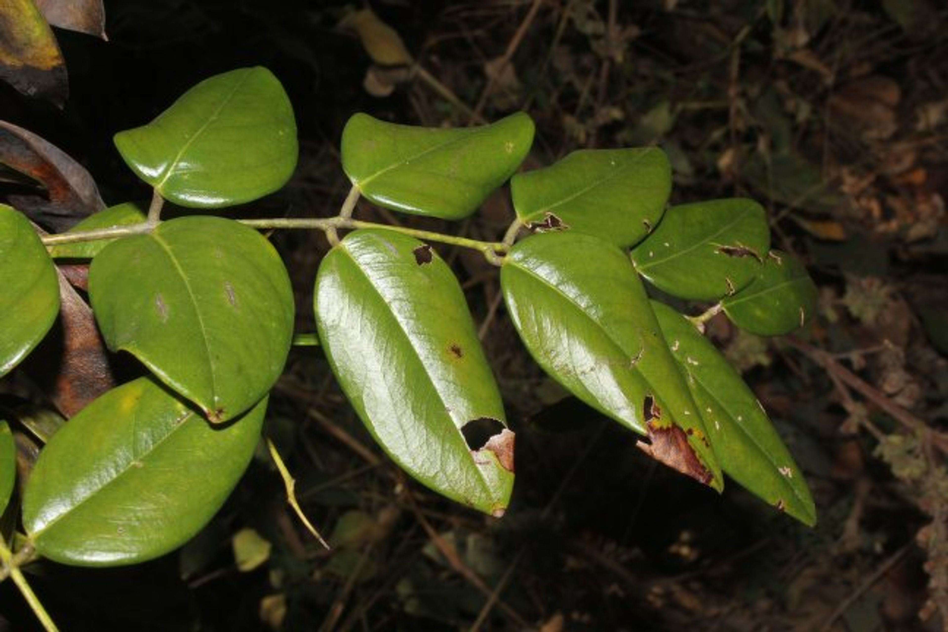 Dalbergia retusa - 110