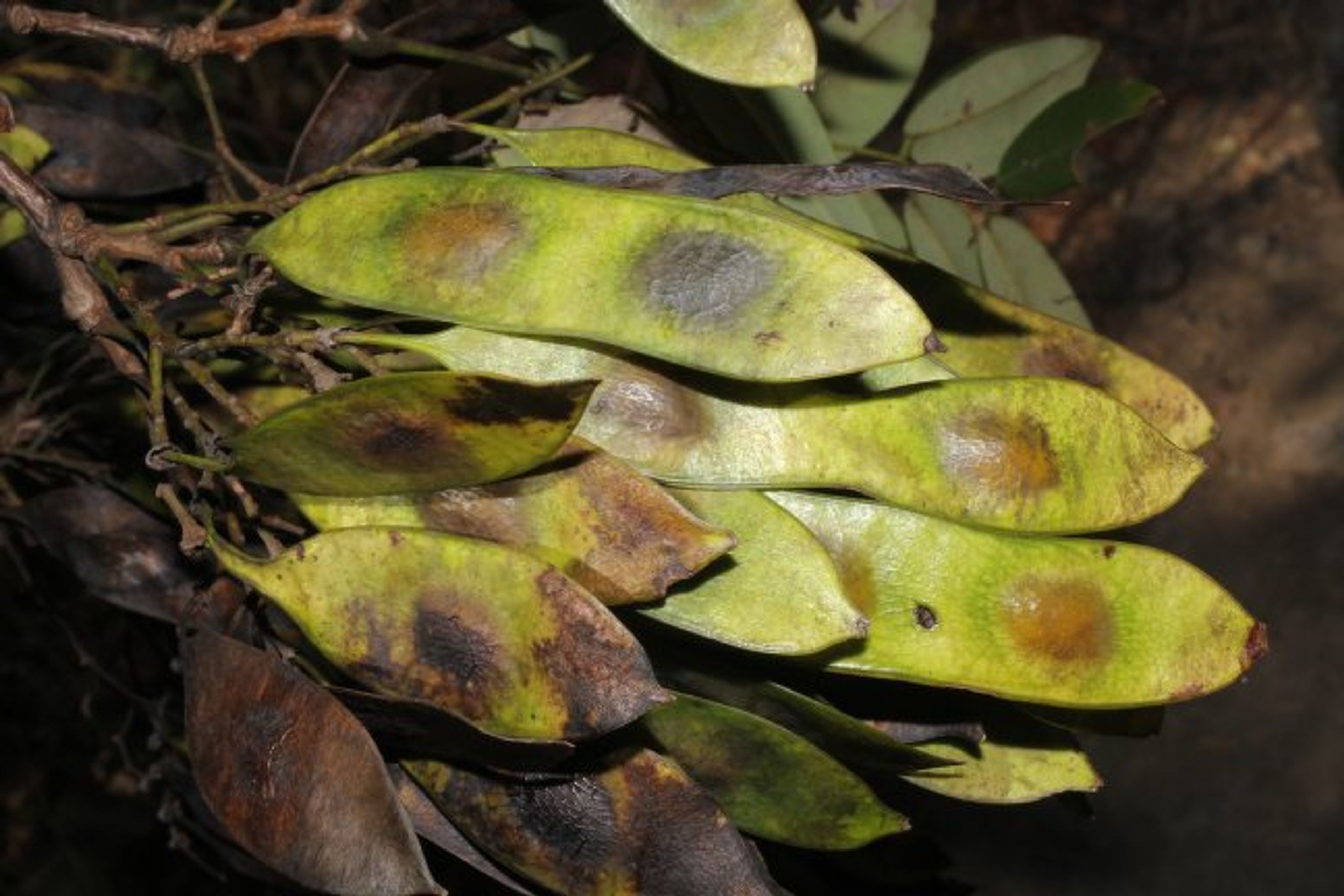 Dalbergia retusa - 34