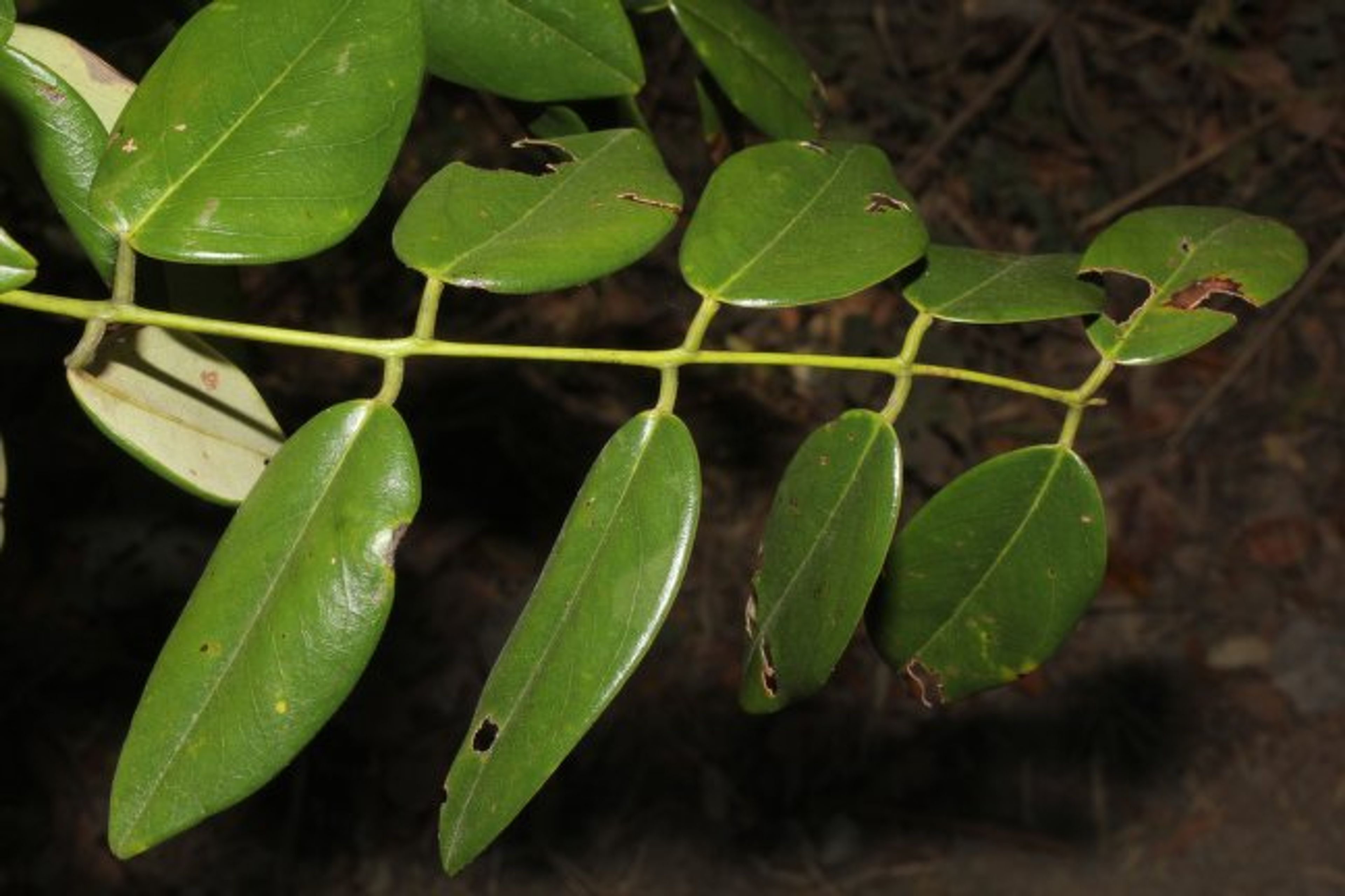Dalbergia retusa - 135