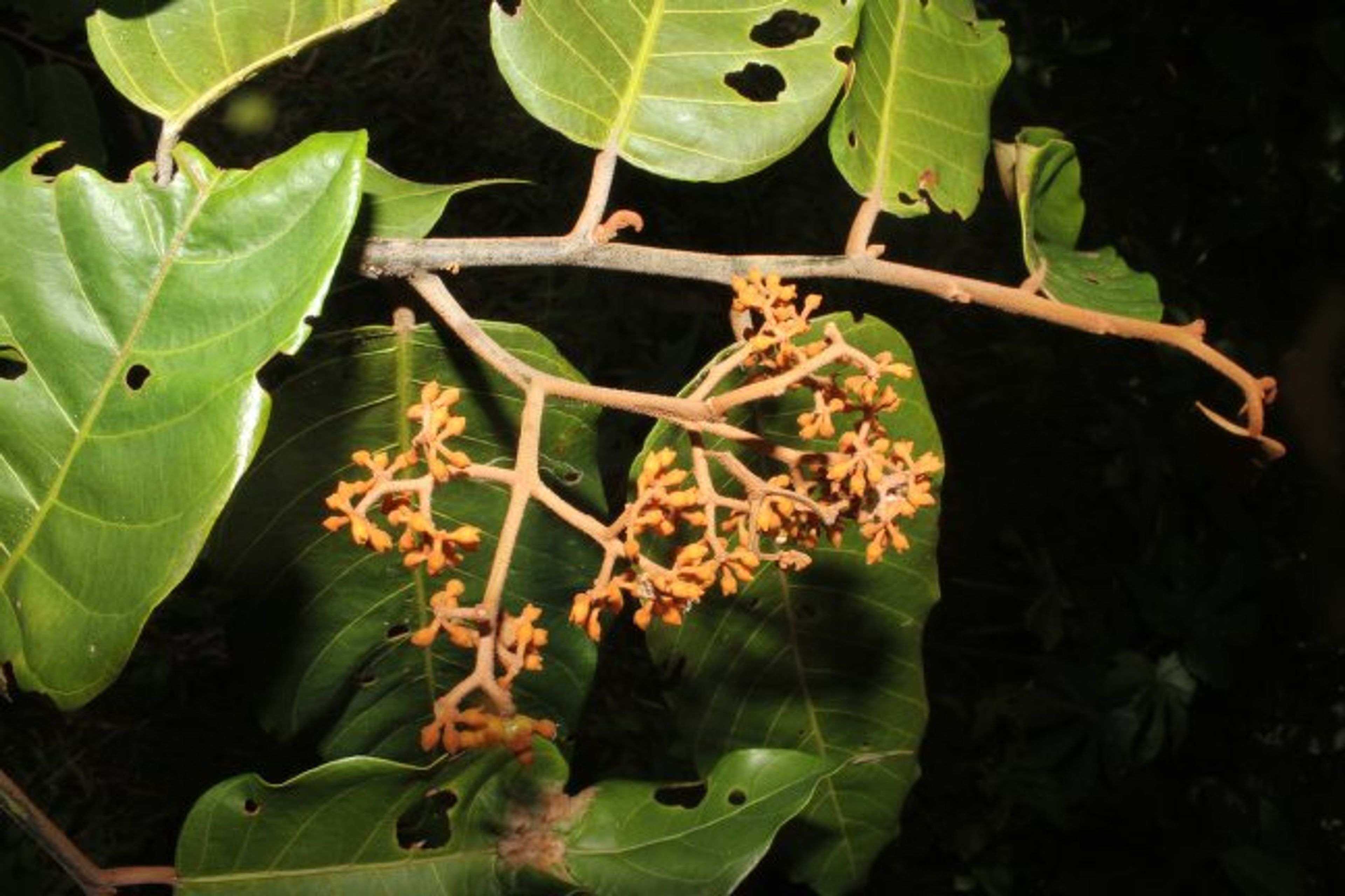 Virola sebifera - 308