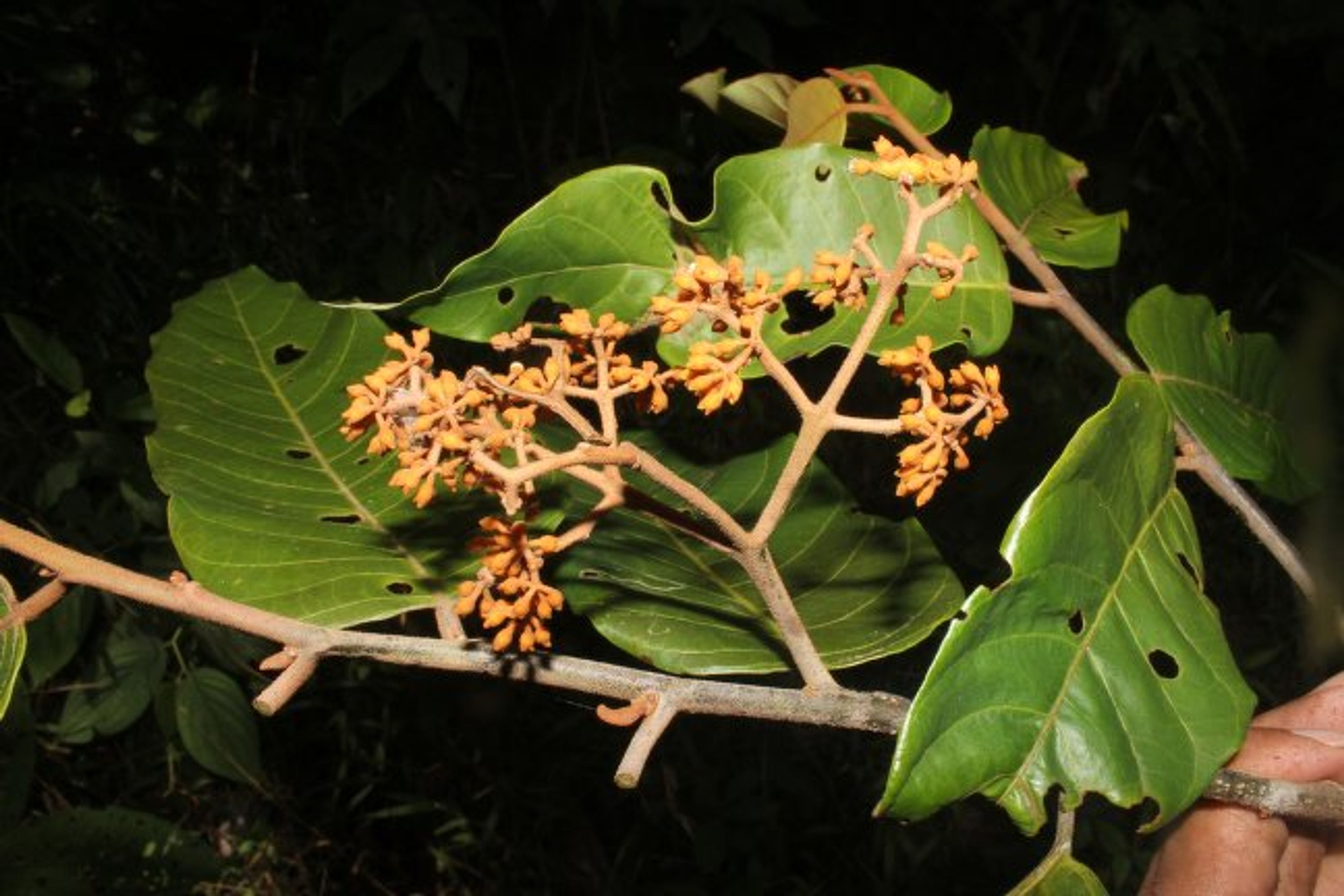 Virola sebifera - 178