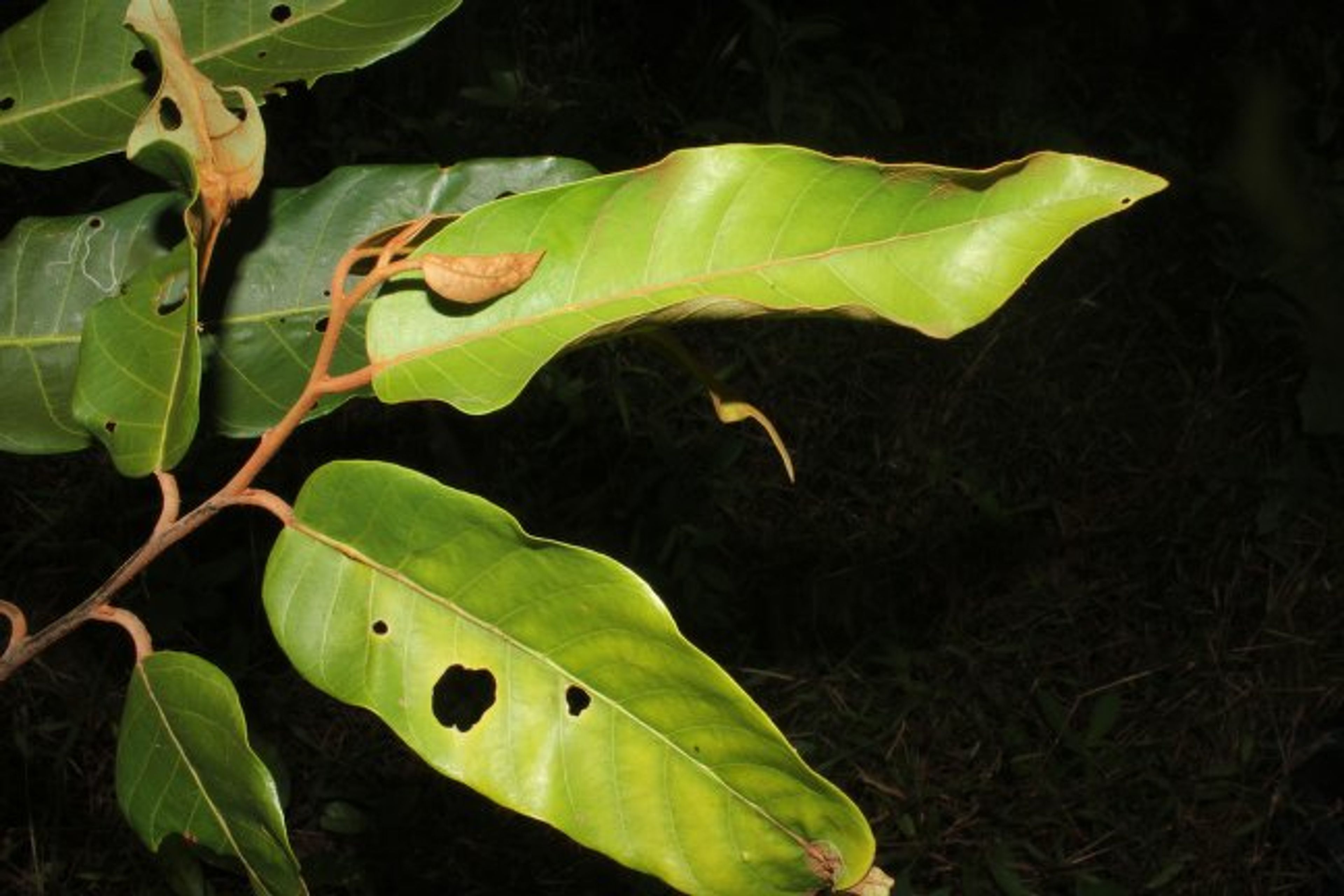Virola sebifera - 294