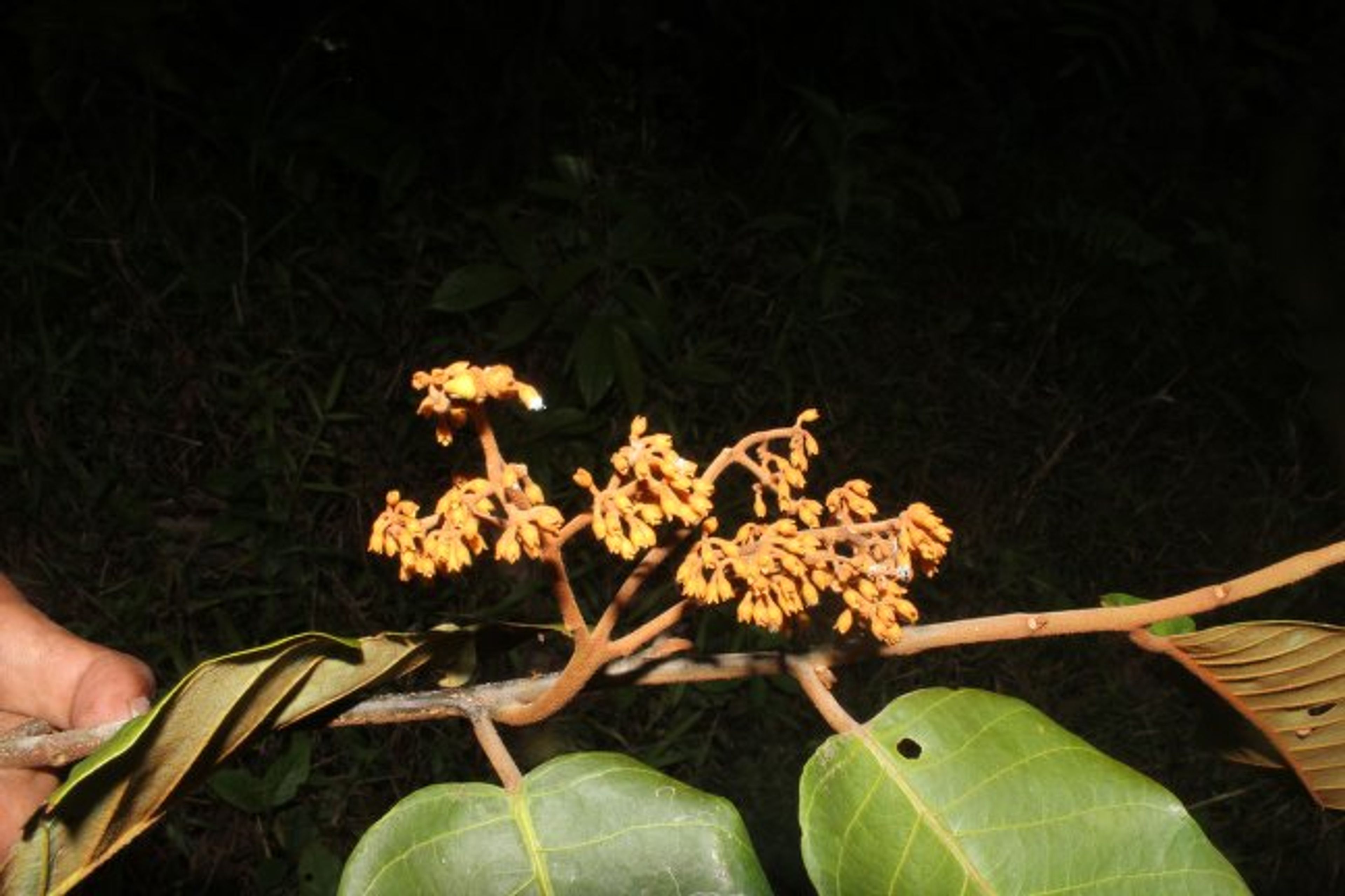 Virola sebifera - 177