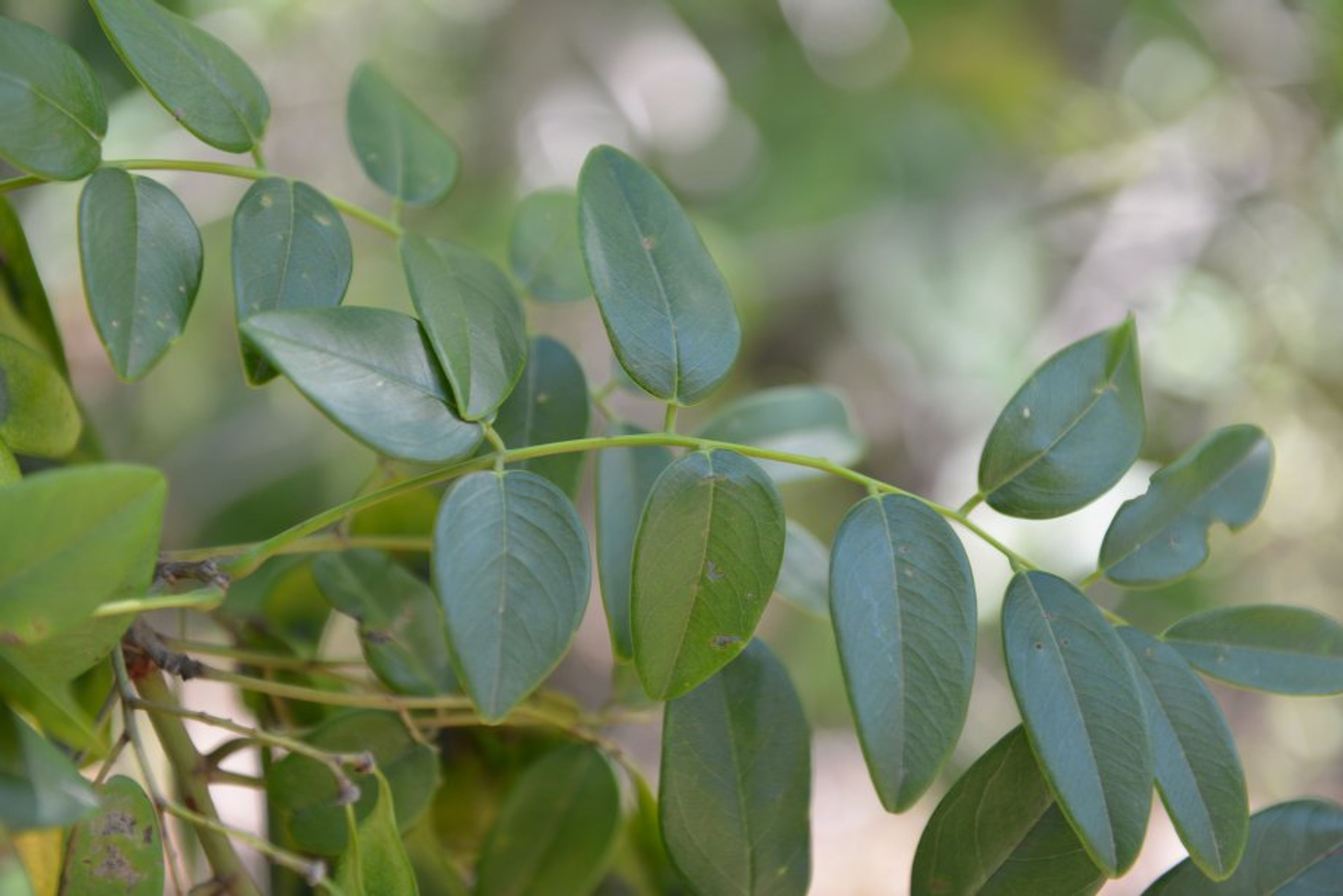 Dalbergia retusa - 127