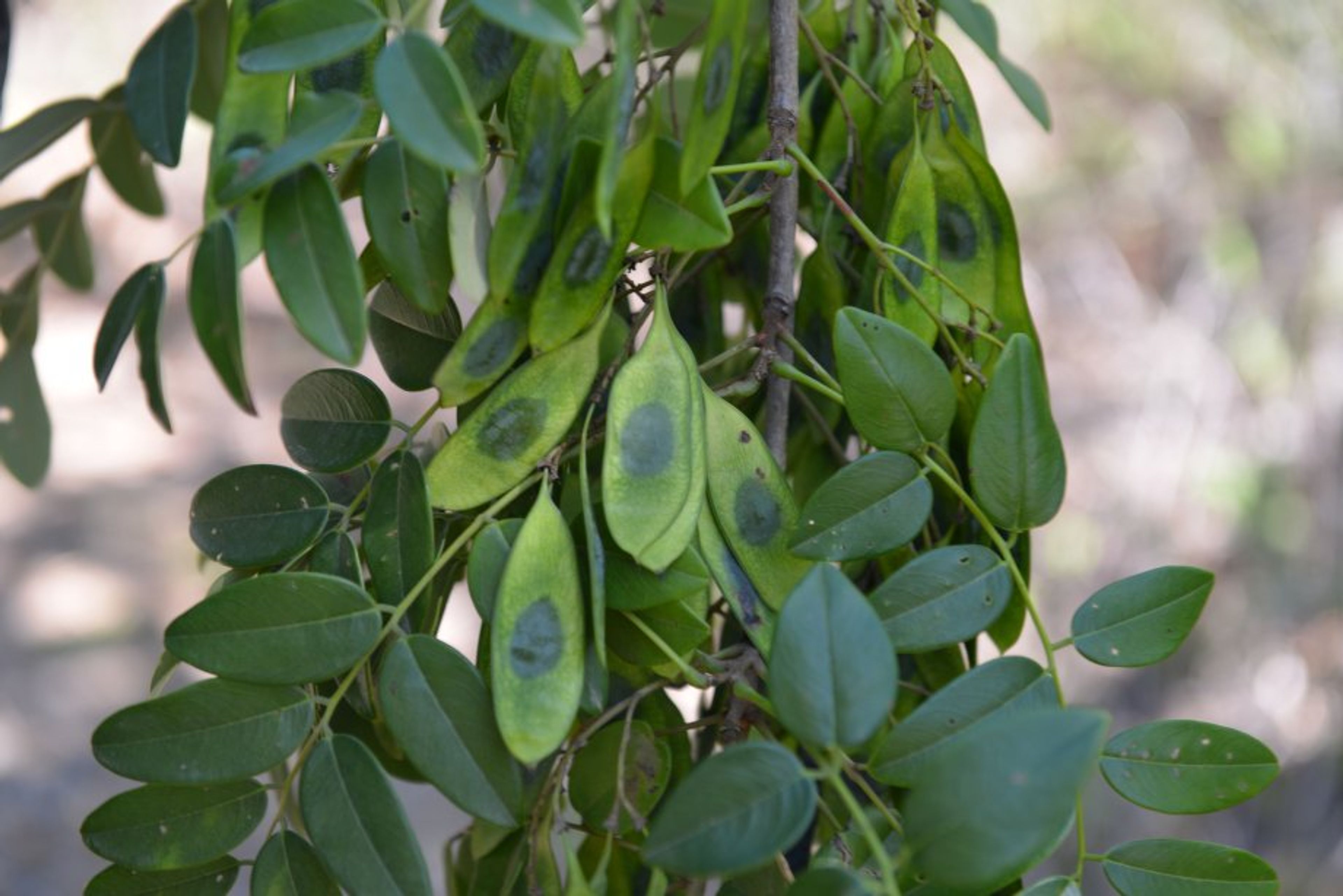 Dalbergia retusa - 21