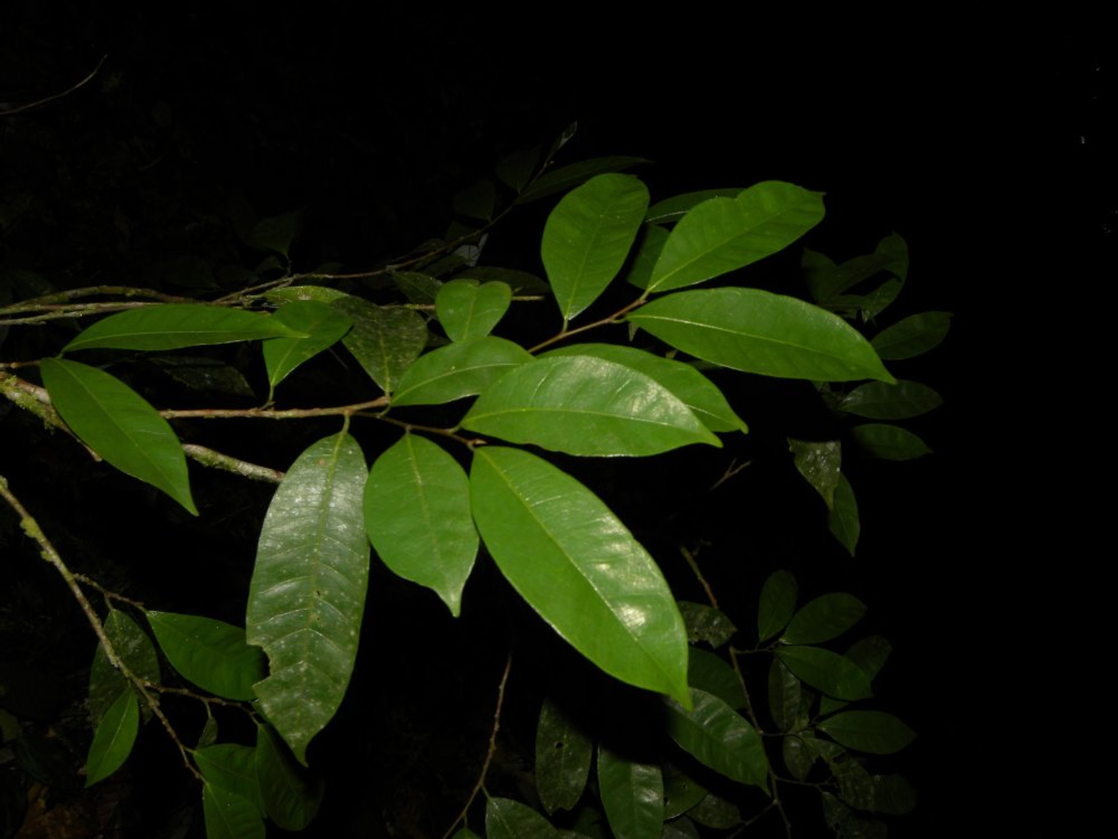 Brosimum guianense - 82