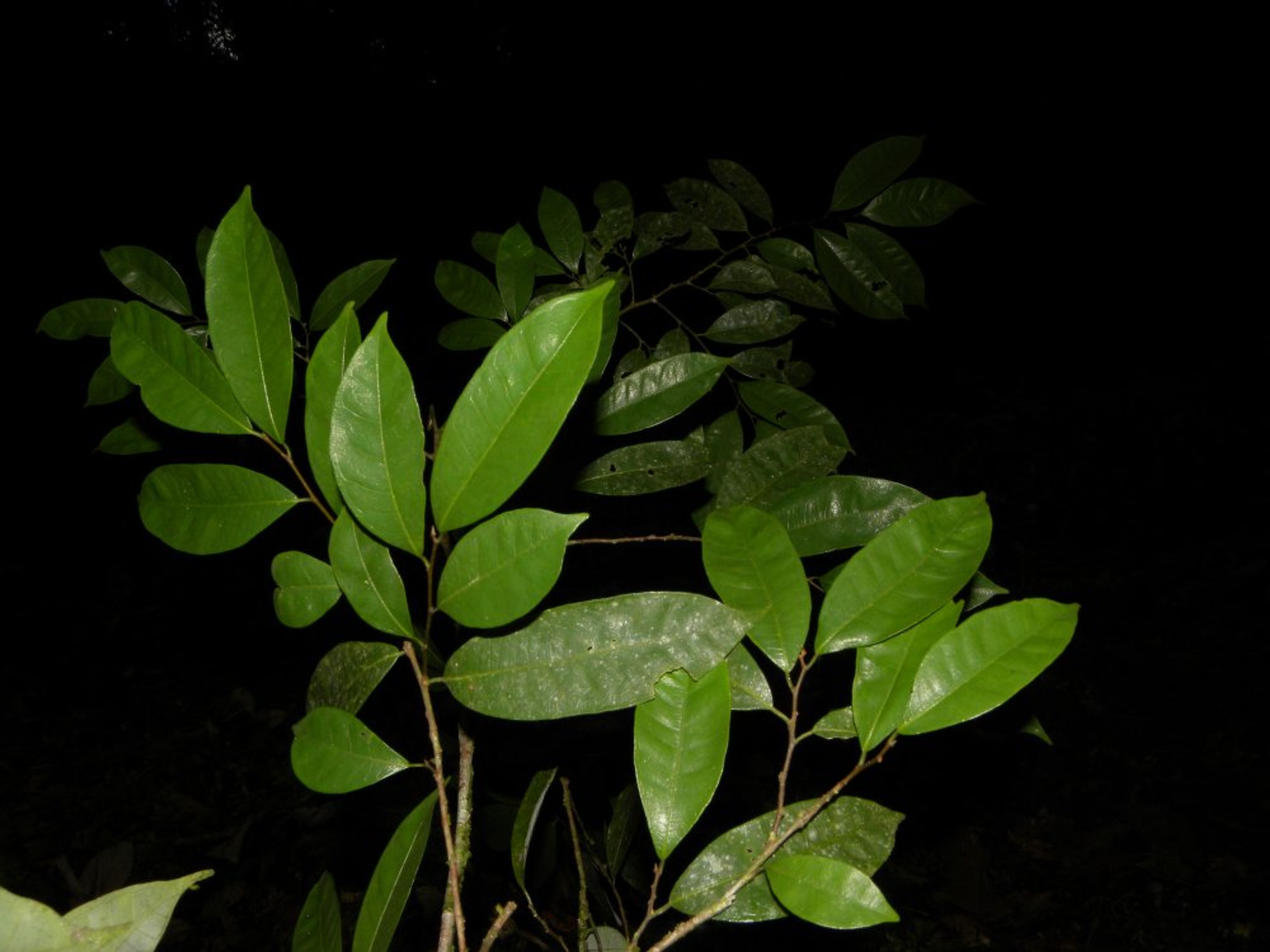 Brosimum guianense - 24