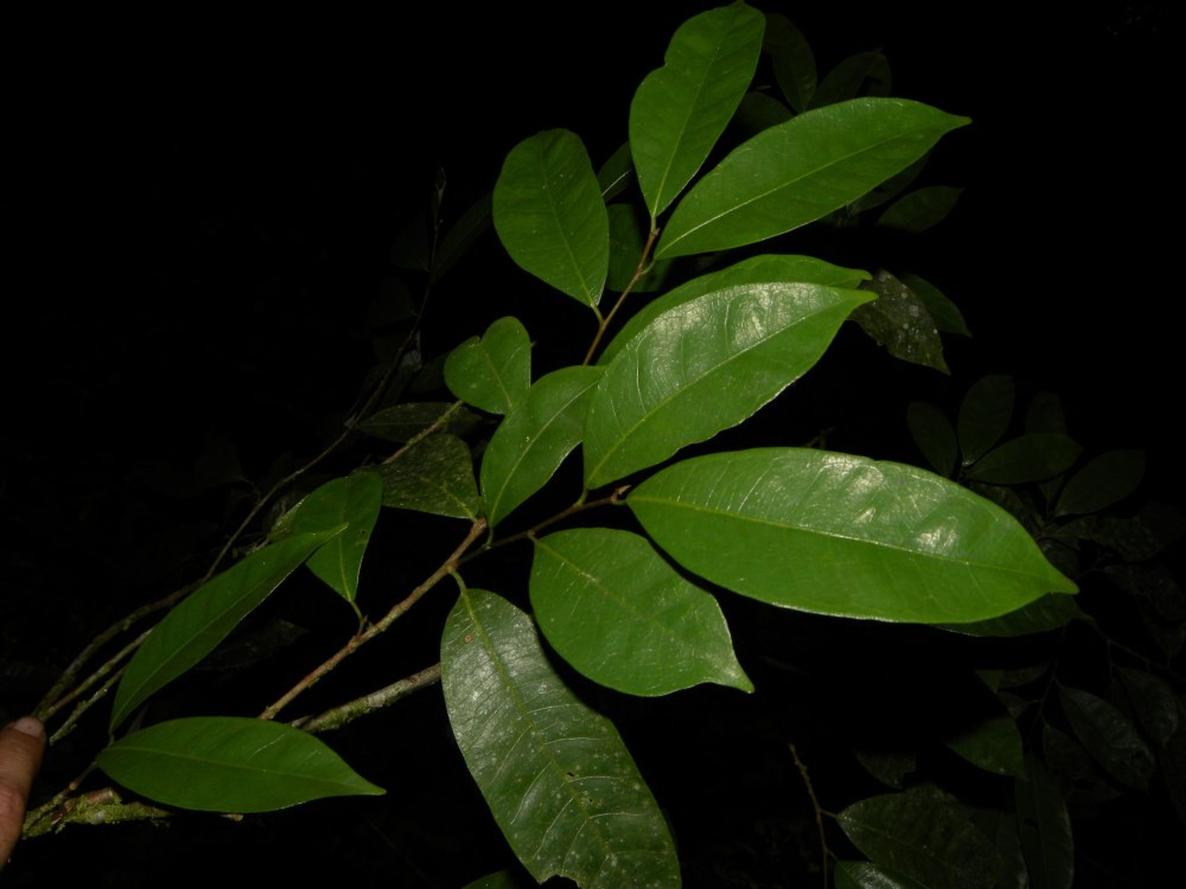 Brosimum guianense - 9