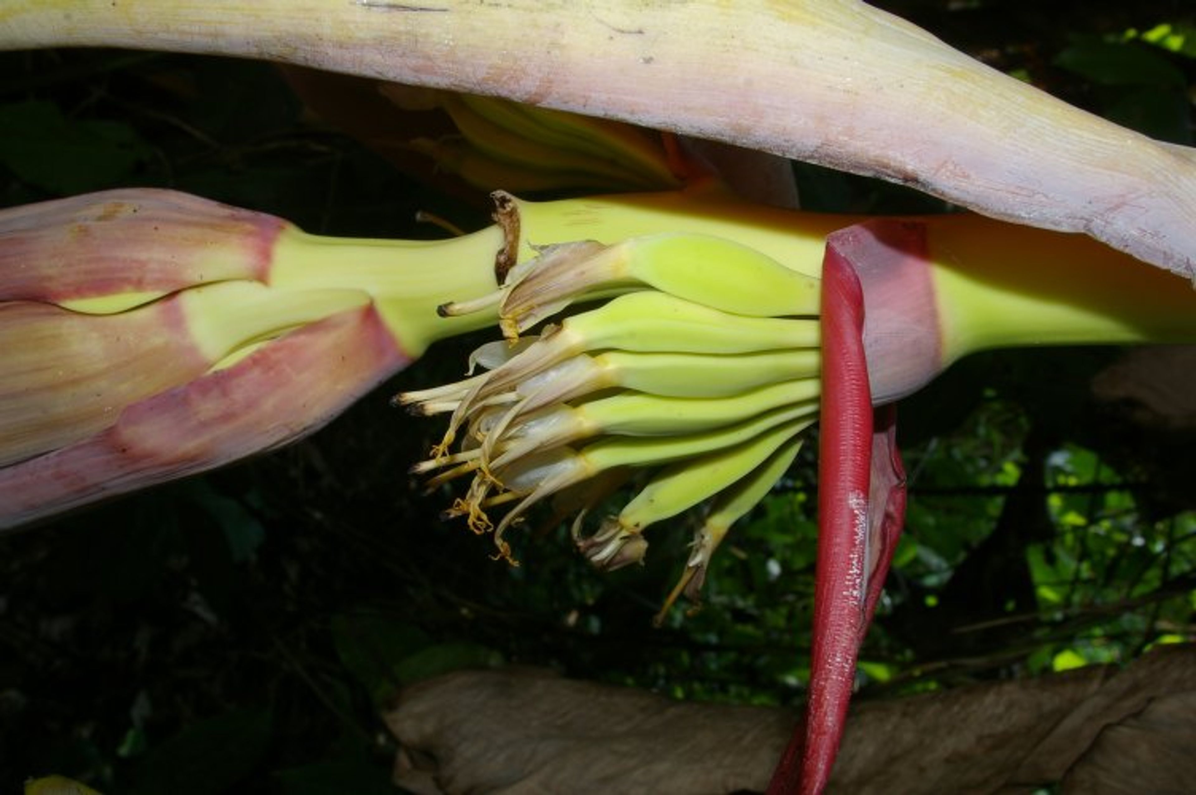 Musa textilis - 70