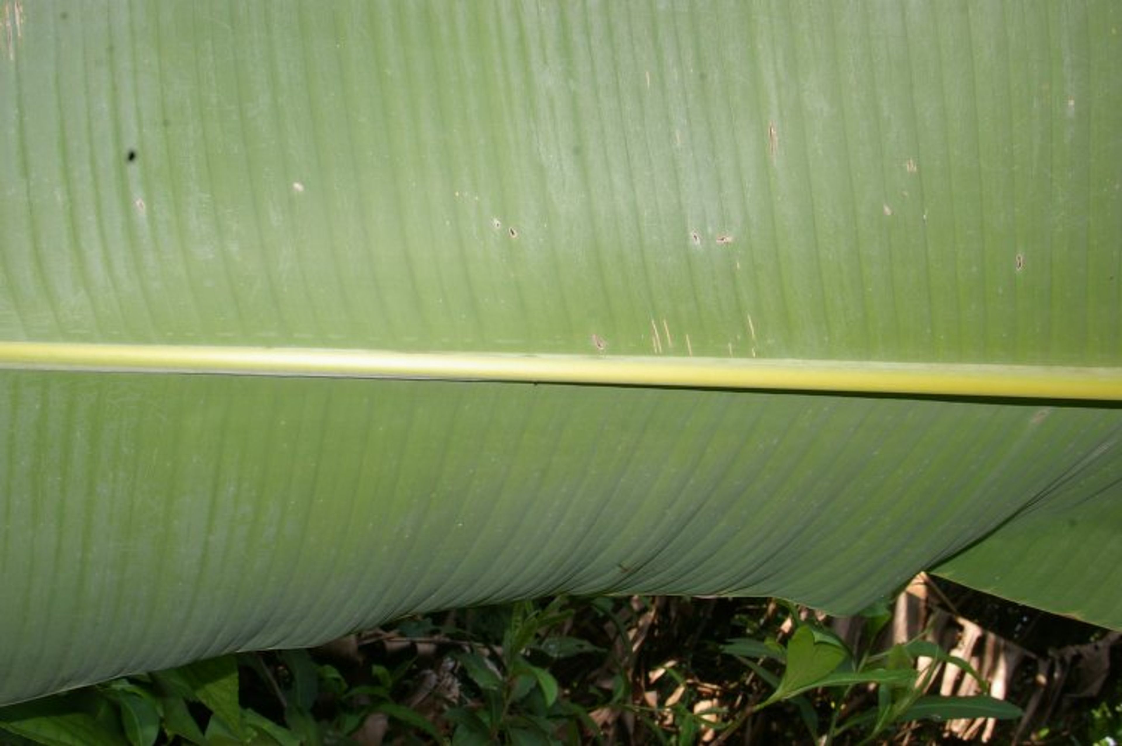 Musa textilis - 112