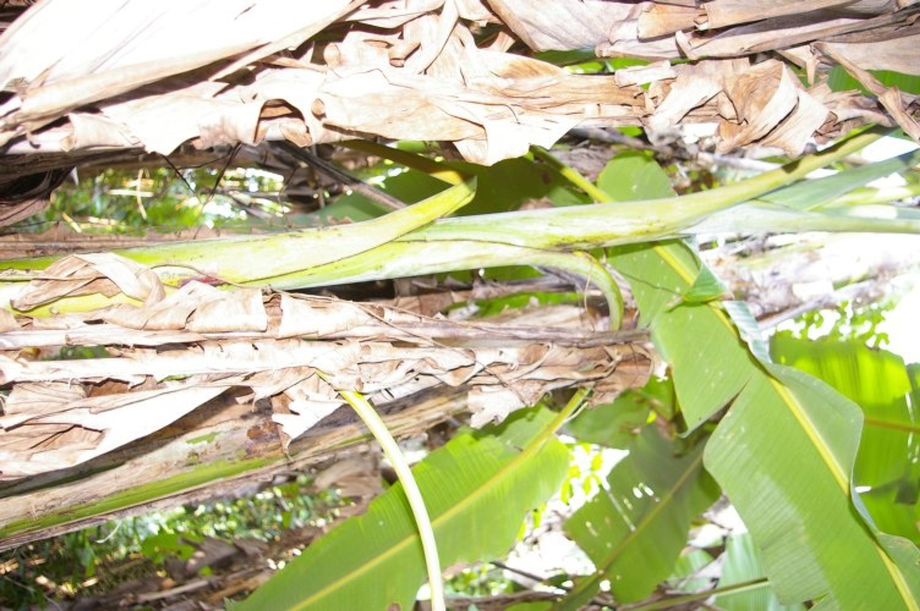 Musa textilis - 71
