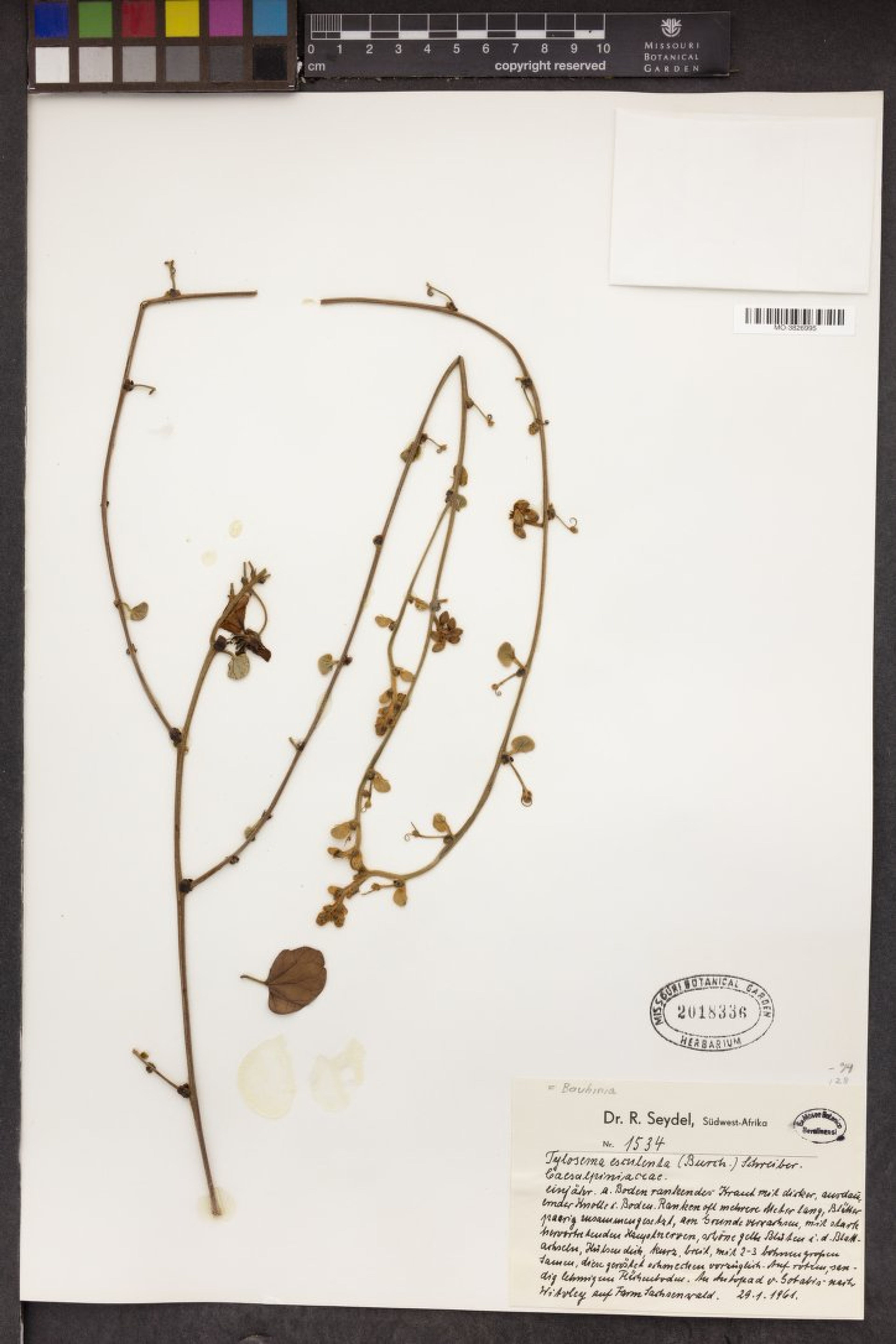 Tylosema esculentum - 18