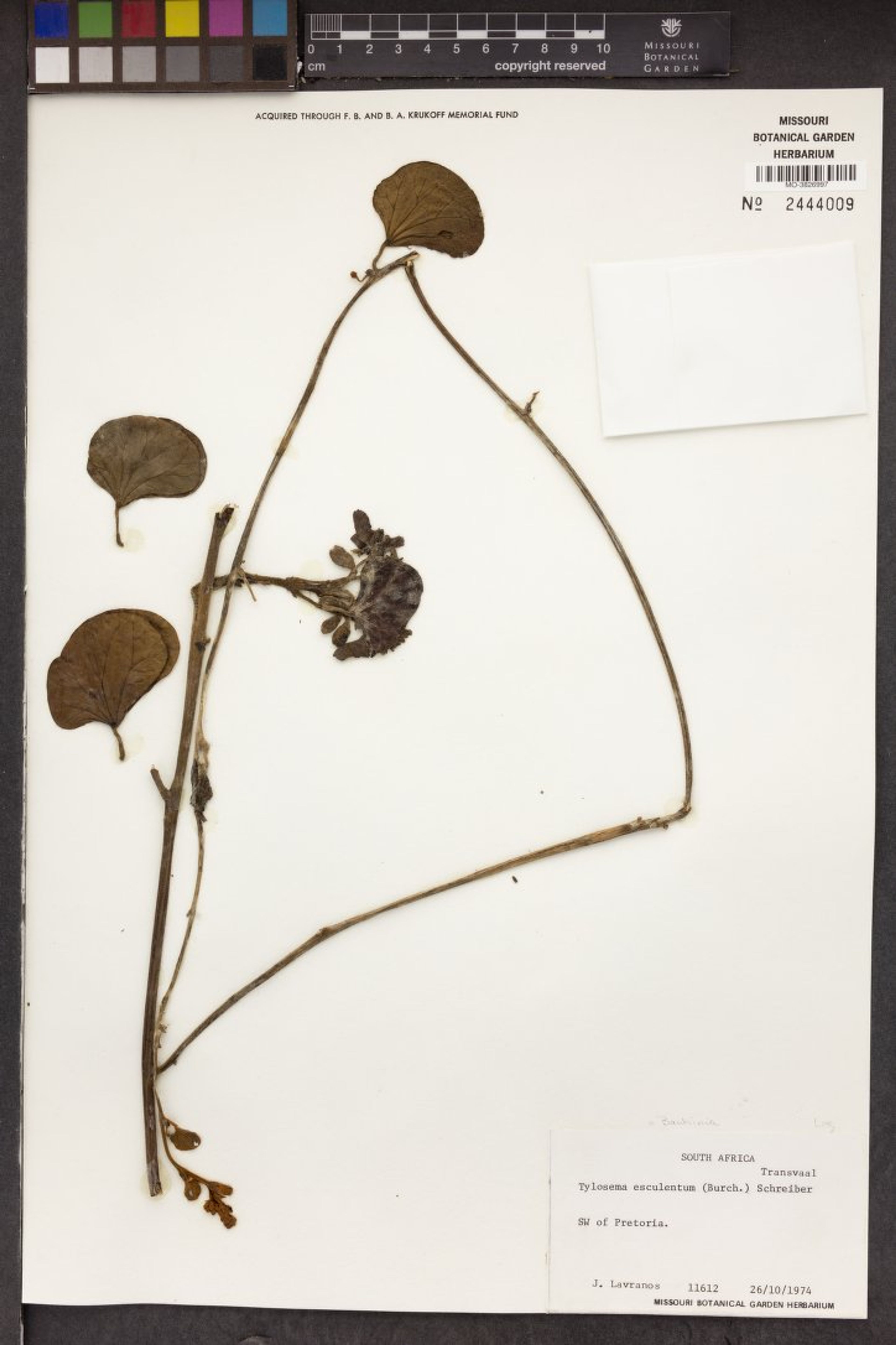 Tylosema esculentum - 103