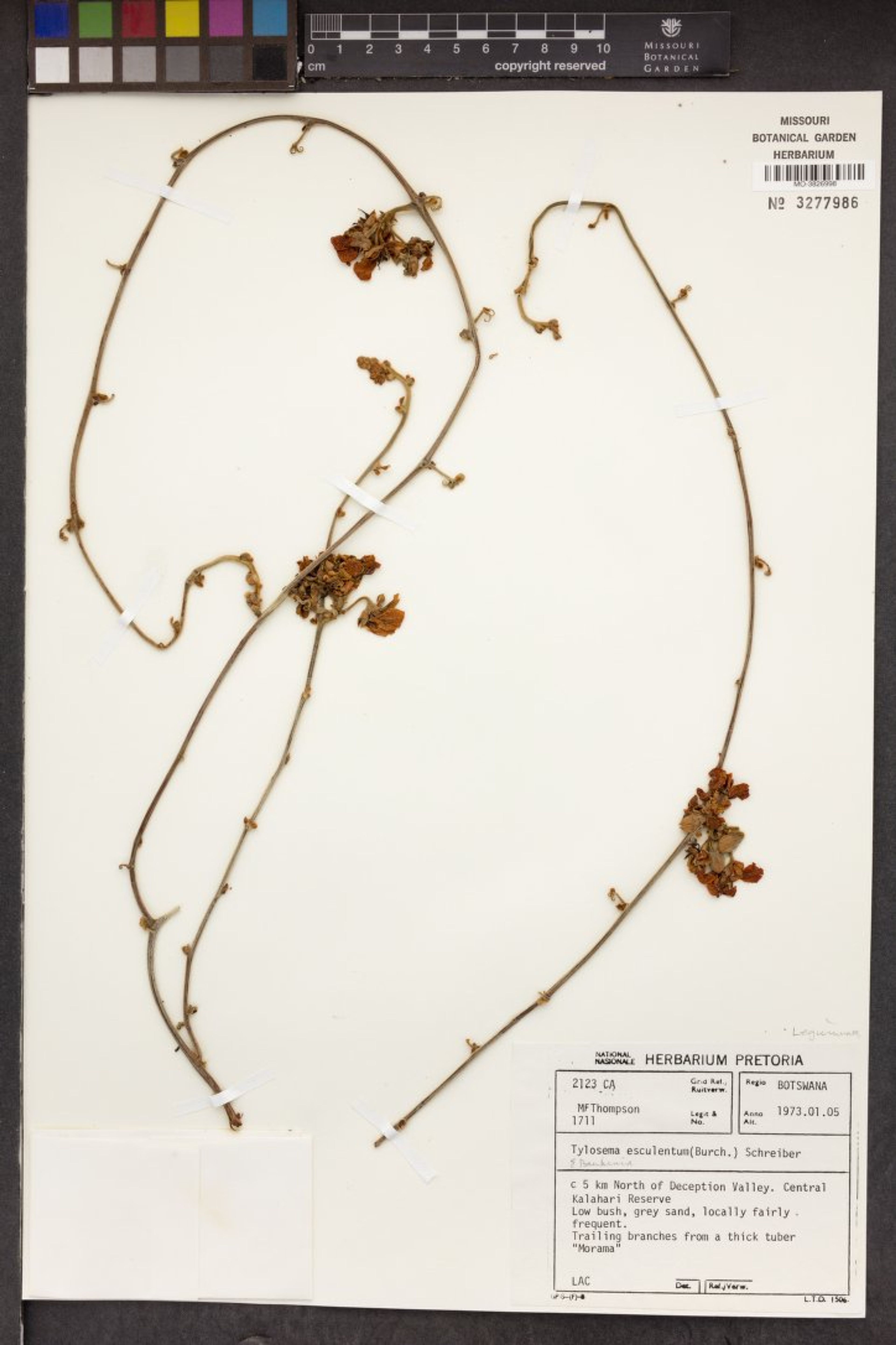 Tylosema esculentum - 25