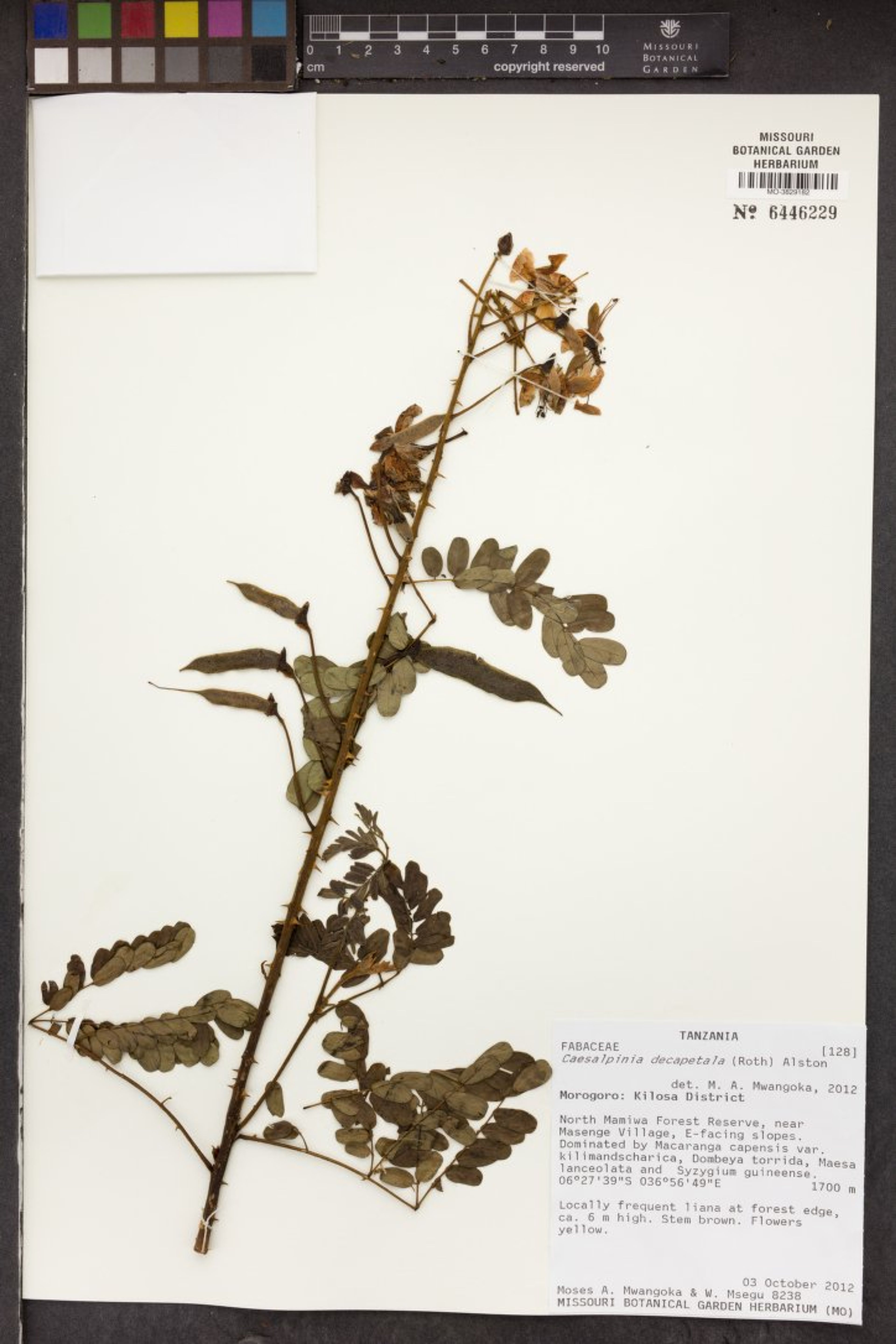 Caesalpinia decapetala - 48