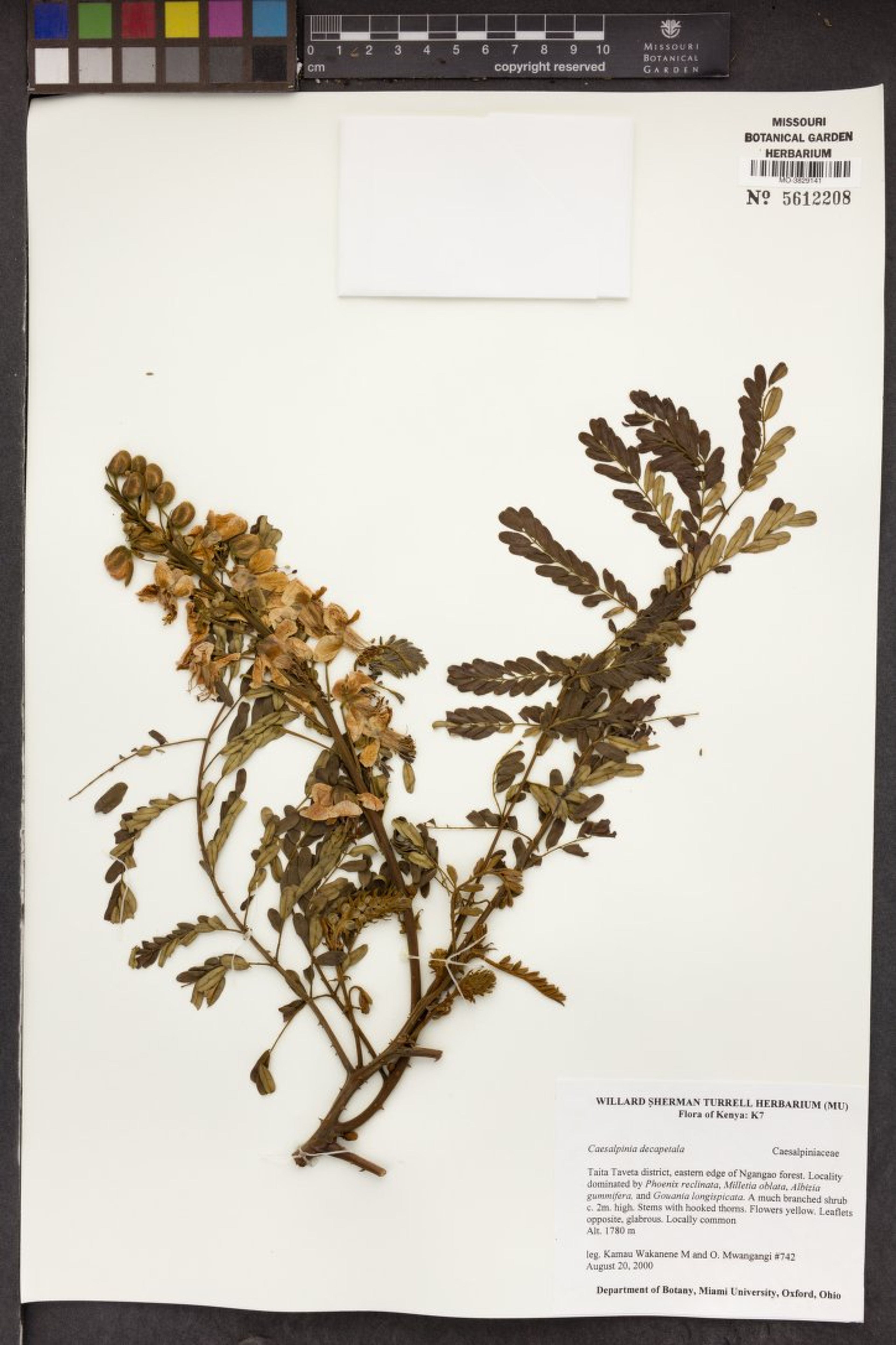 Caesalpinia decapetala - 78