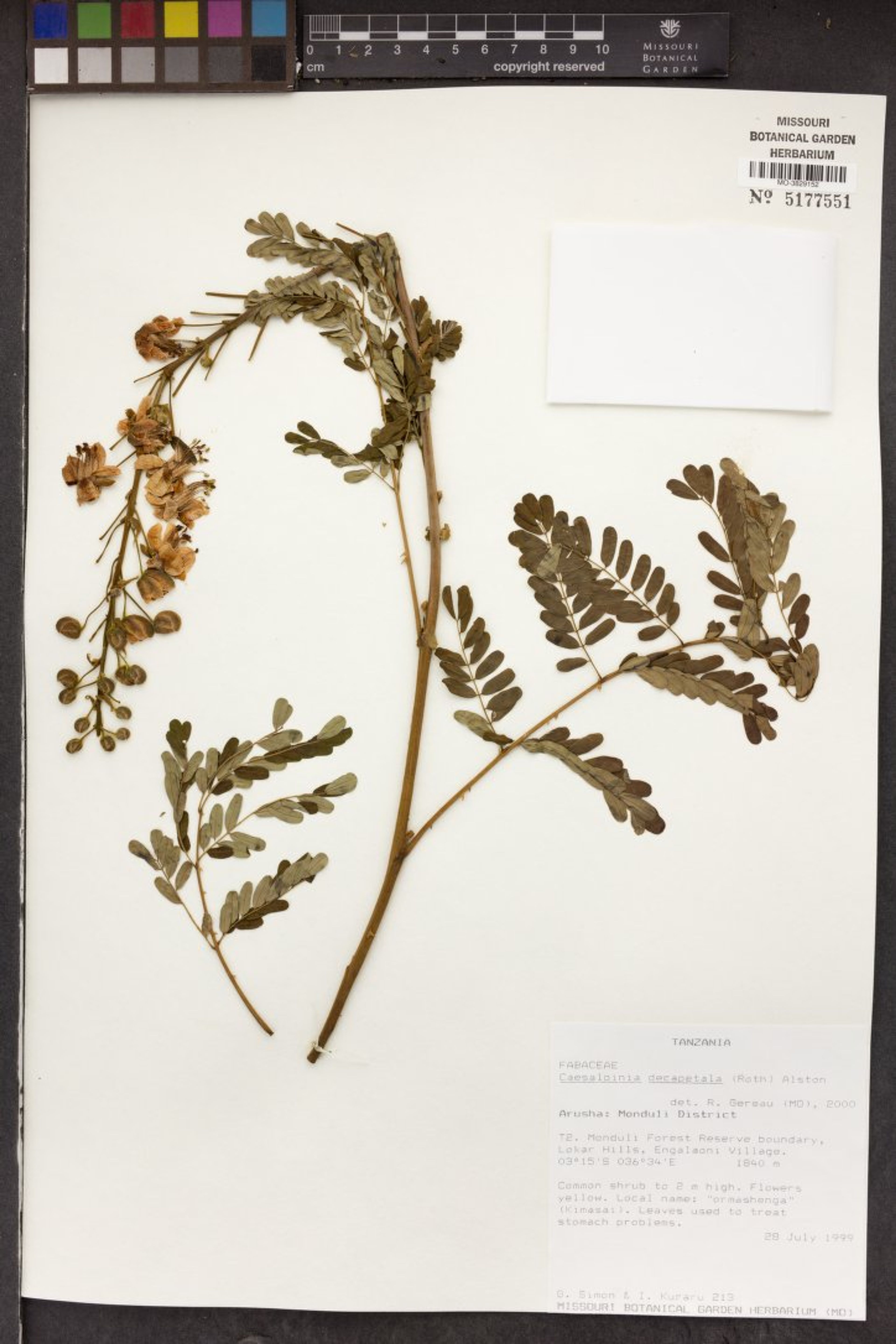 Caesalpinia decapetala - 7