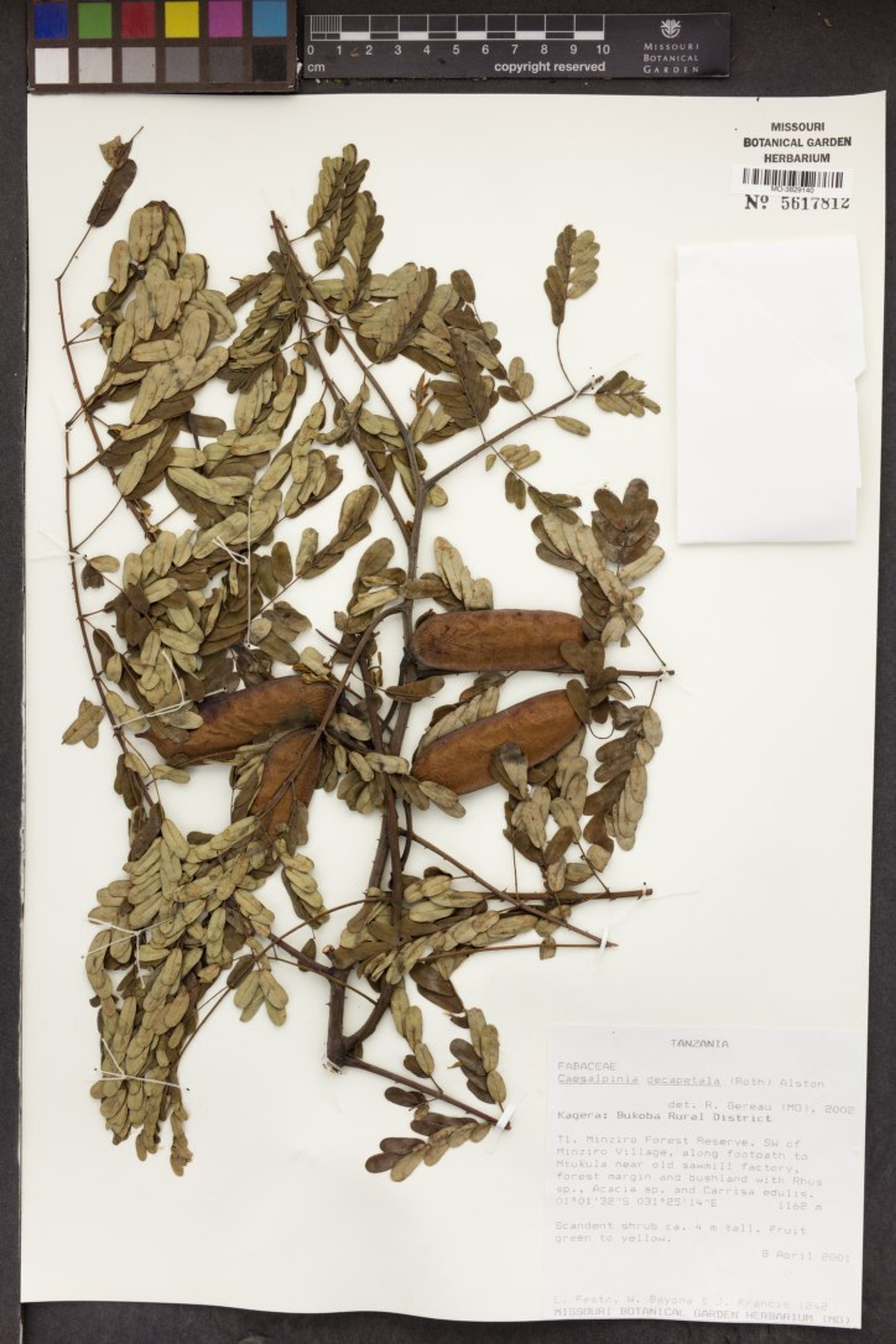 Caesalpinia decapetala - 74