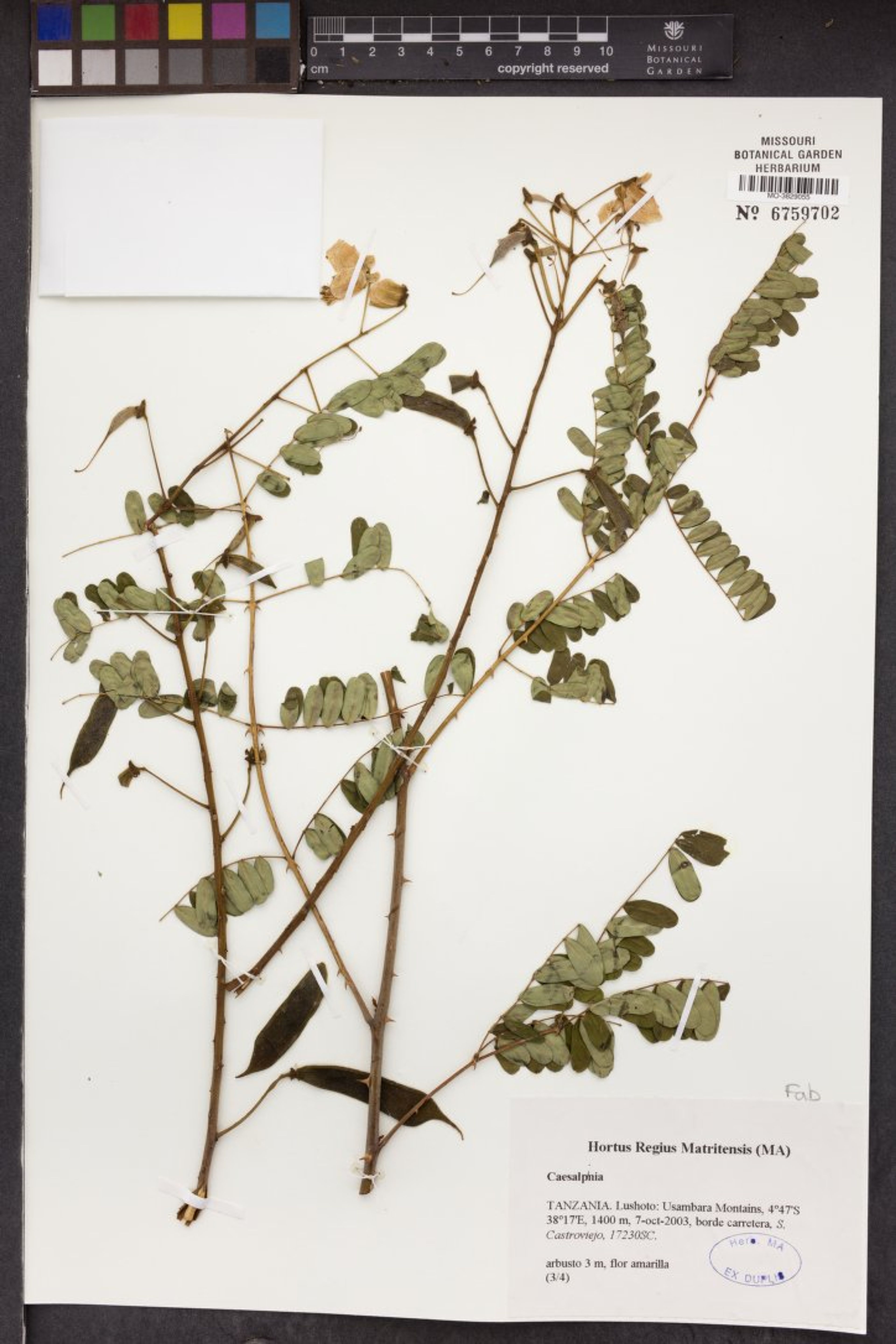 Caesalpinia decapetala - 72