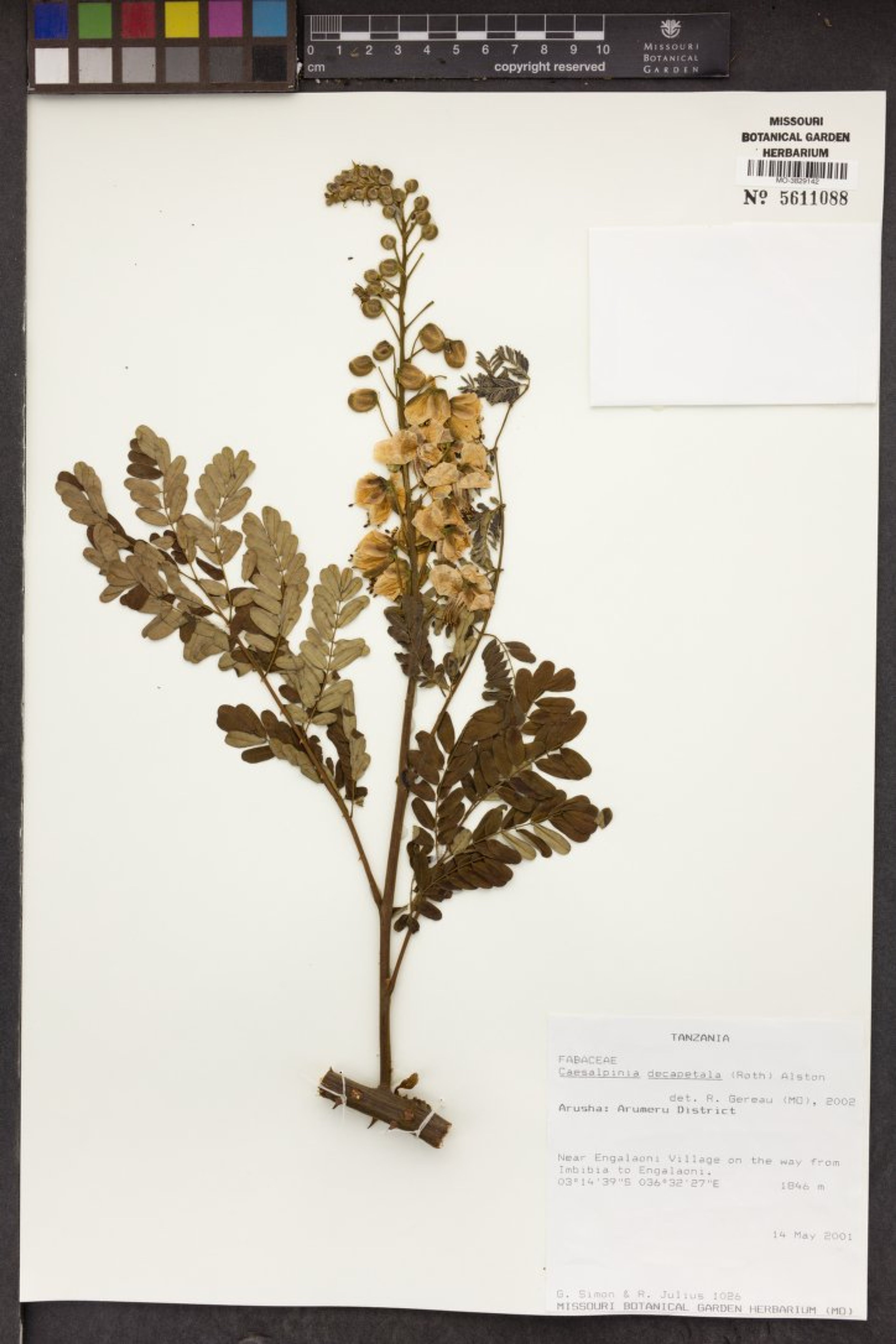 Caesalpinia decapetala - 58