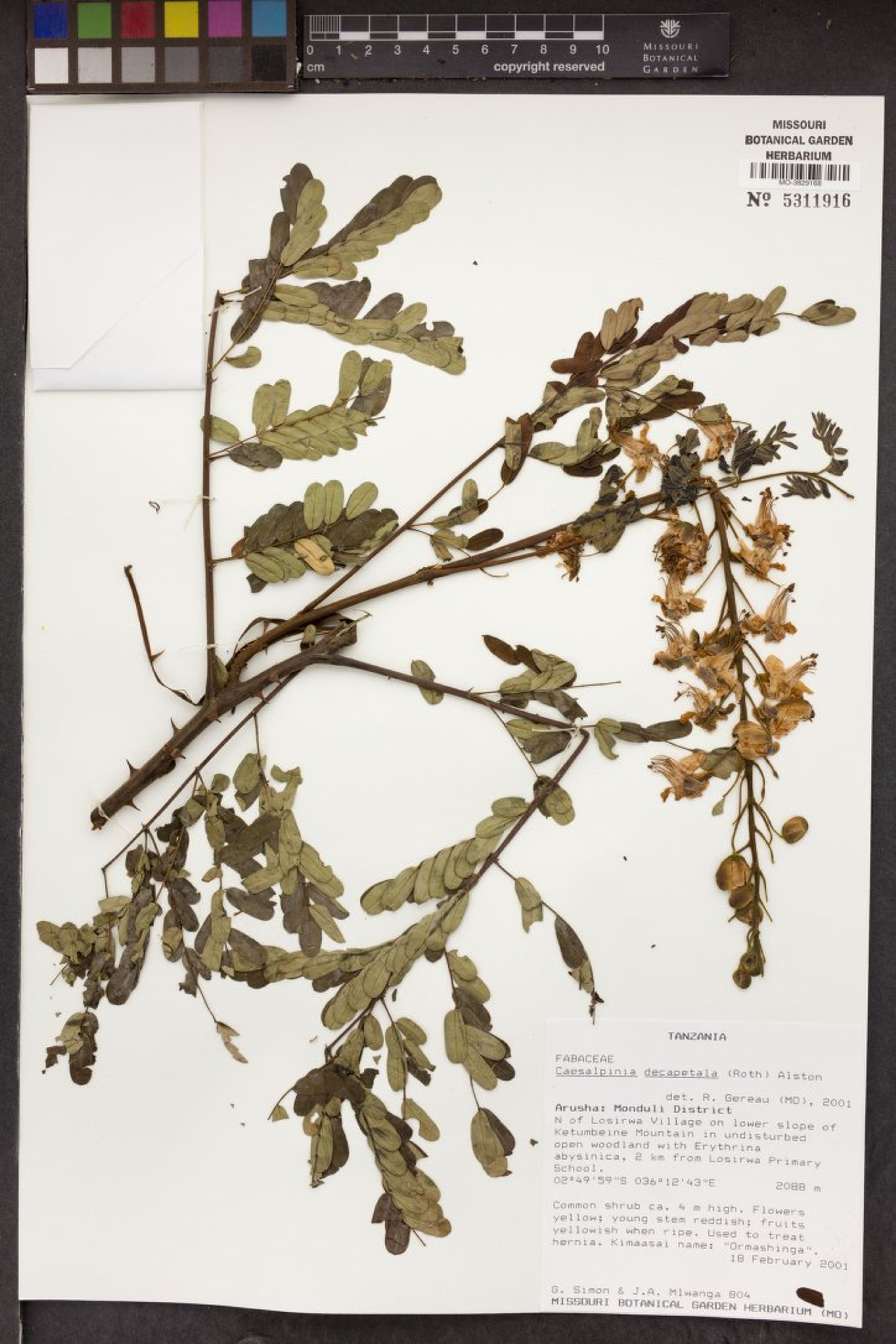 Caesalpinia decapetala - 29