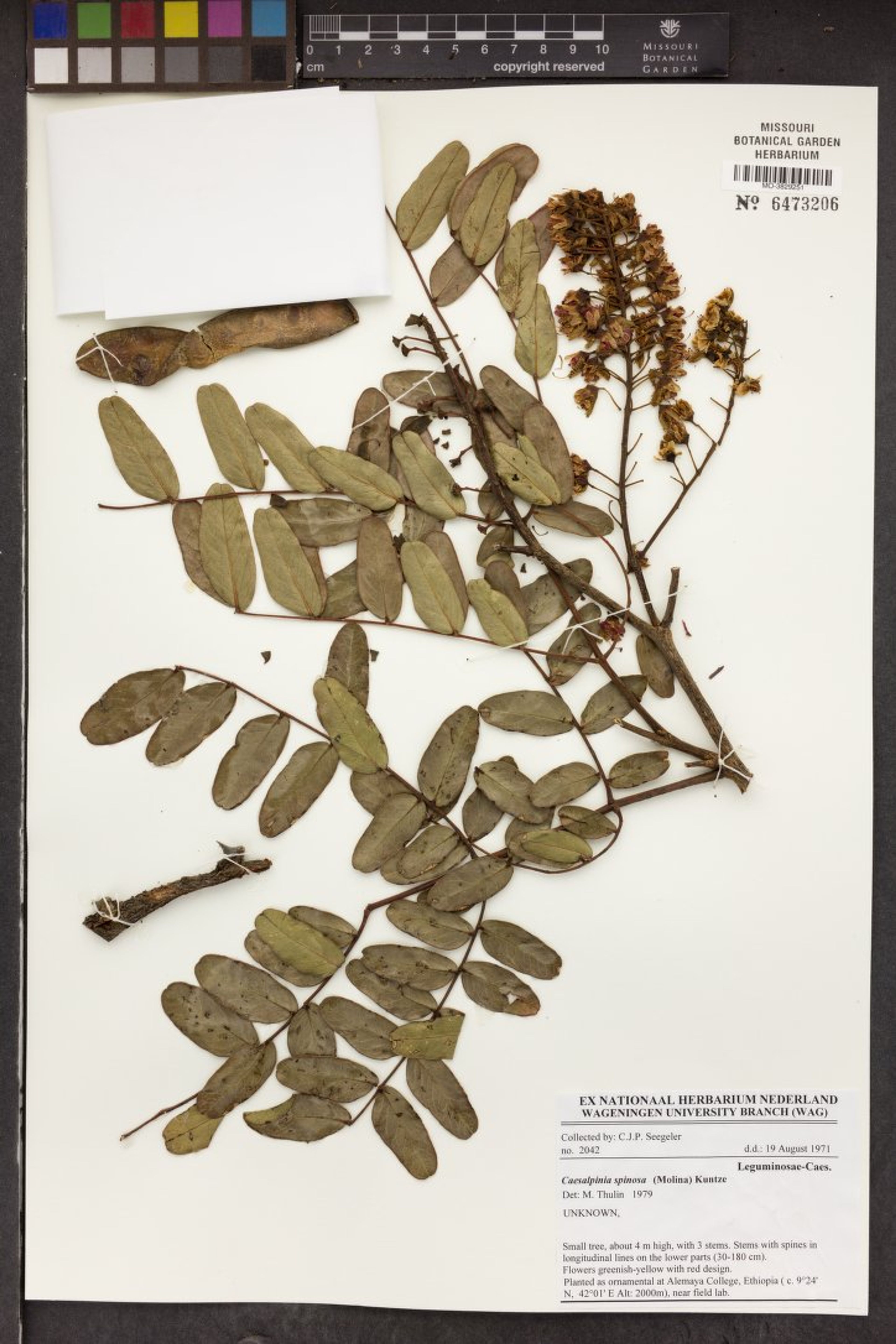 Caesalpinia spinosa - 8