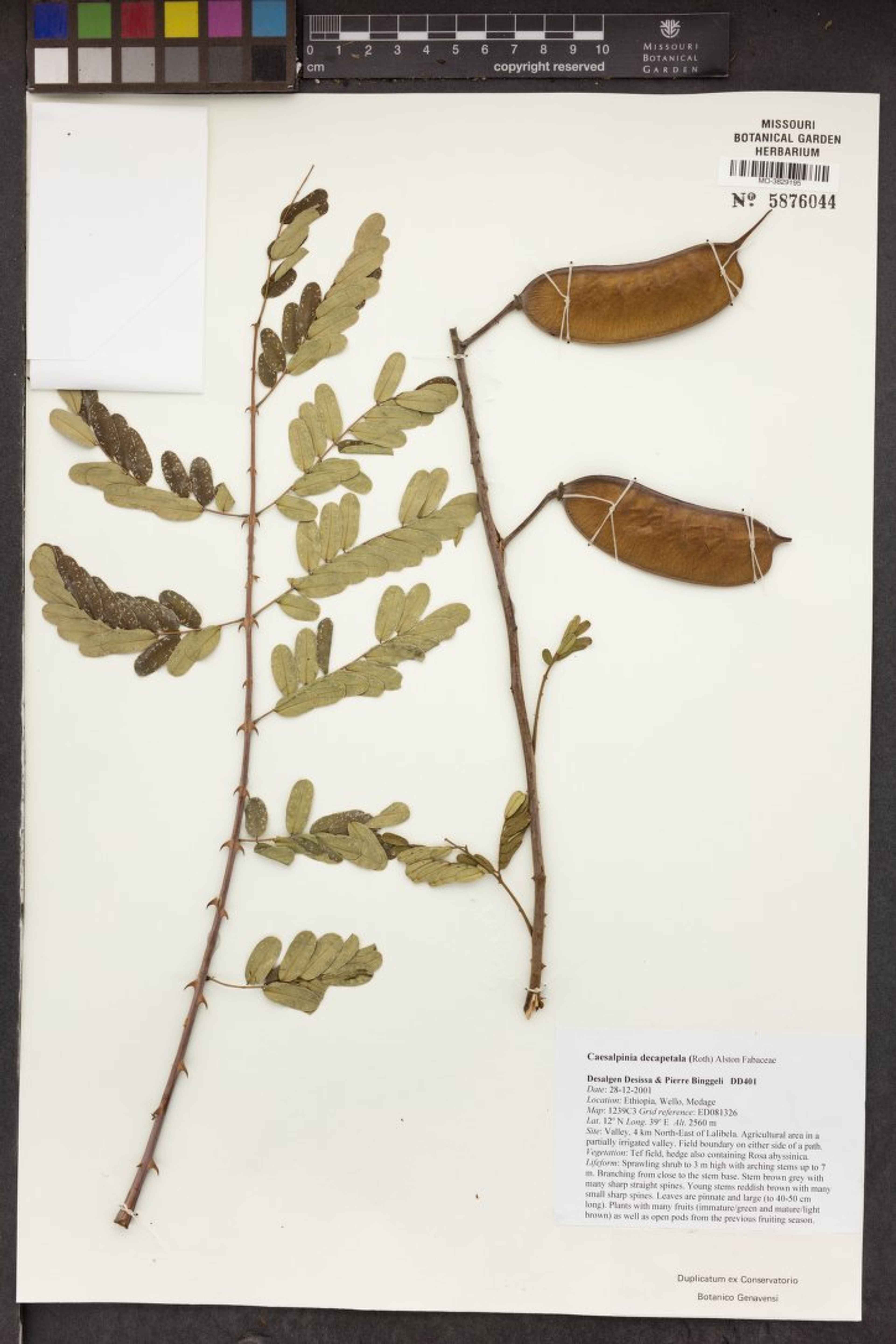 Caesalpinia decapetala - 54
