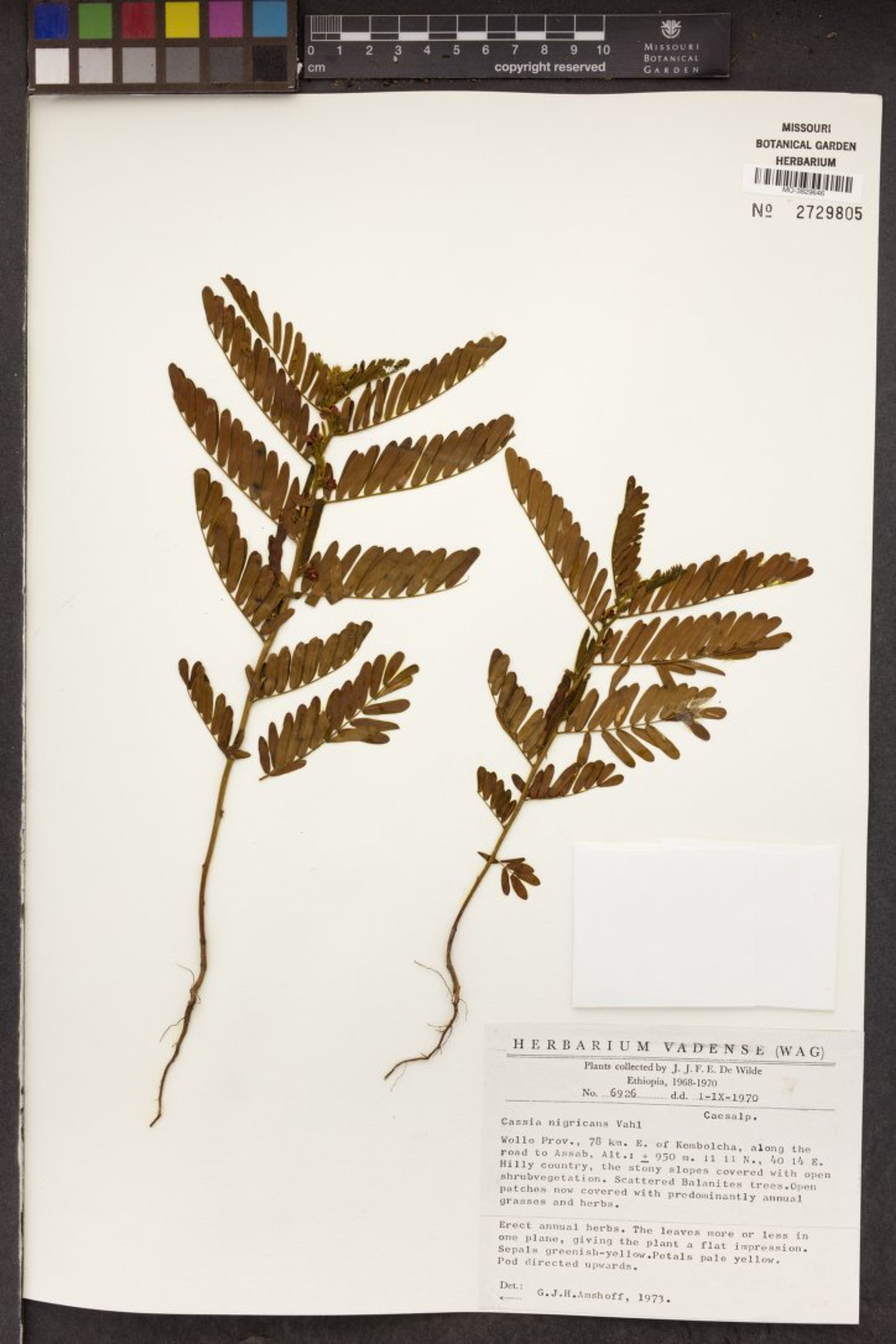 Chamaecrista nigricans - 61