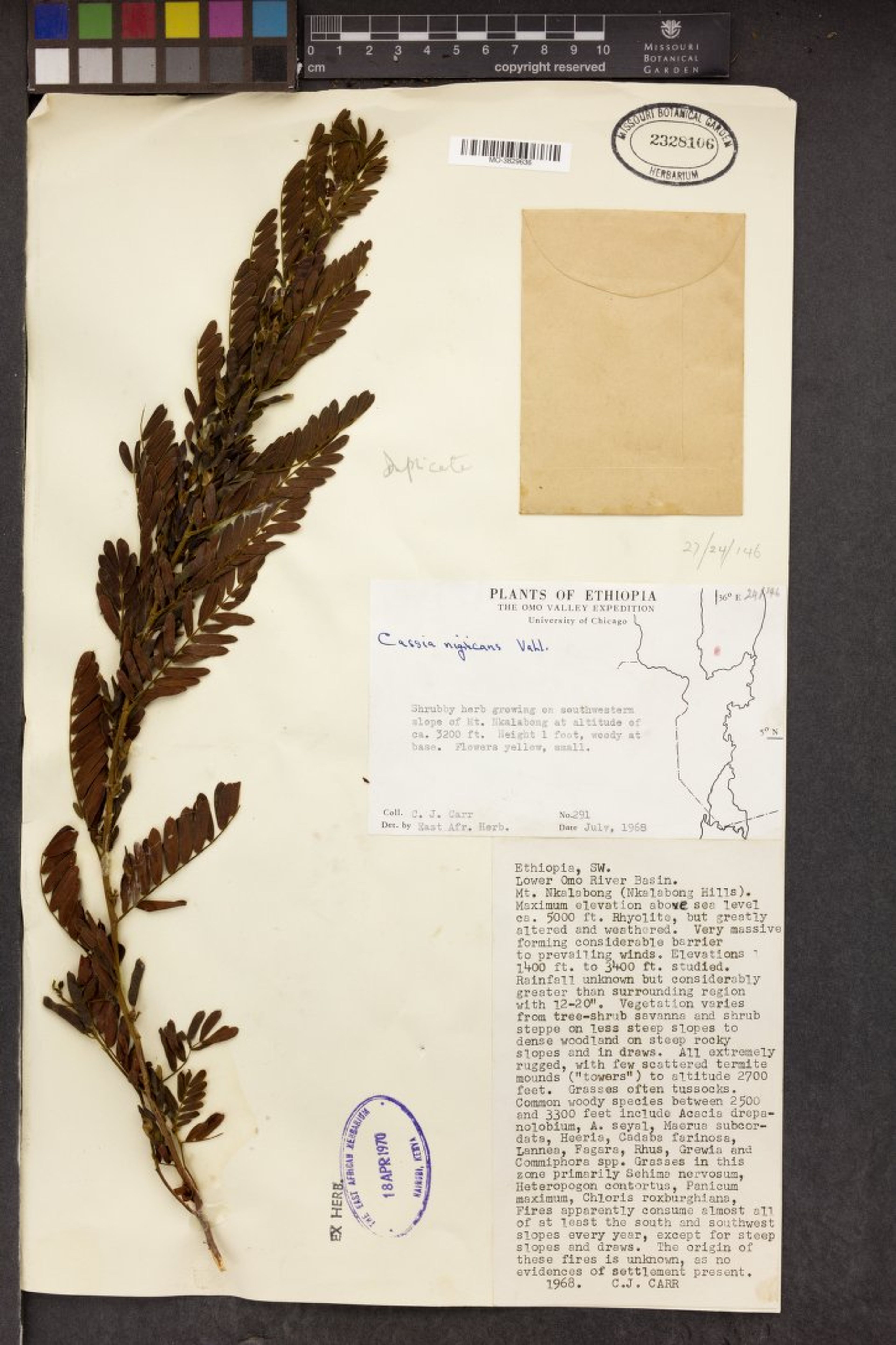 Chamaecrista nigricans - 48