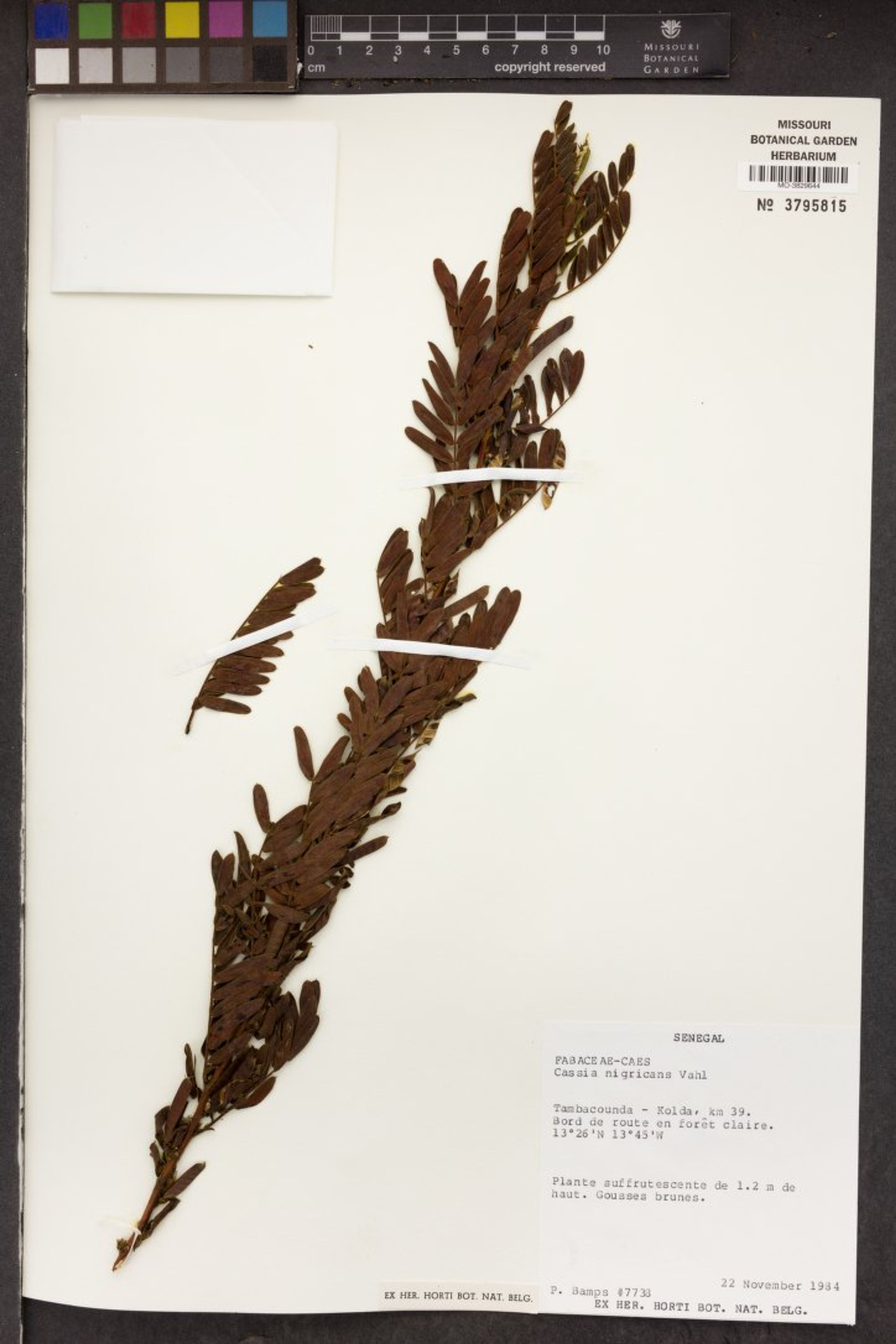 Chamaecrista nigricans - 14