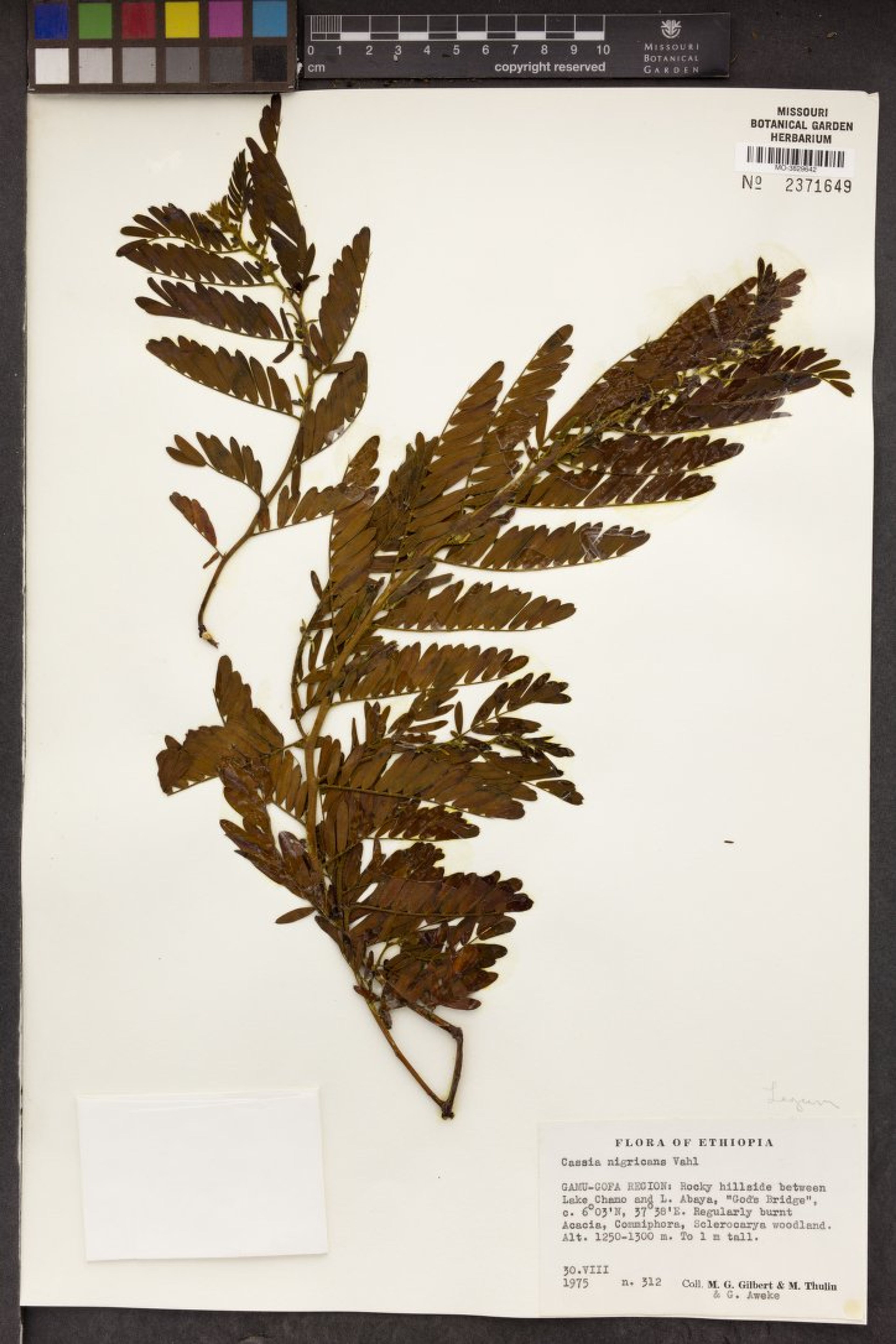Chamaecrista nigricans - 89
