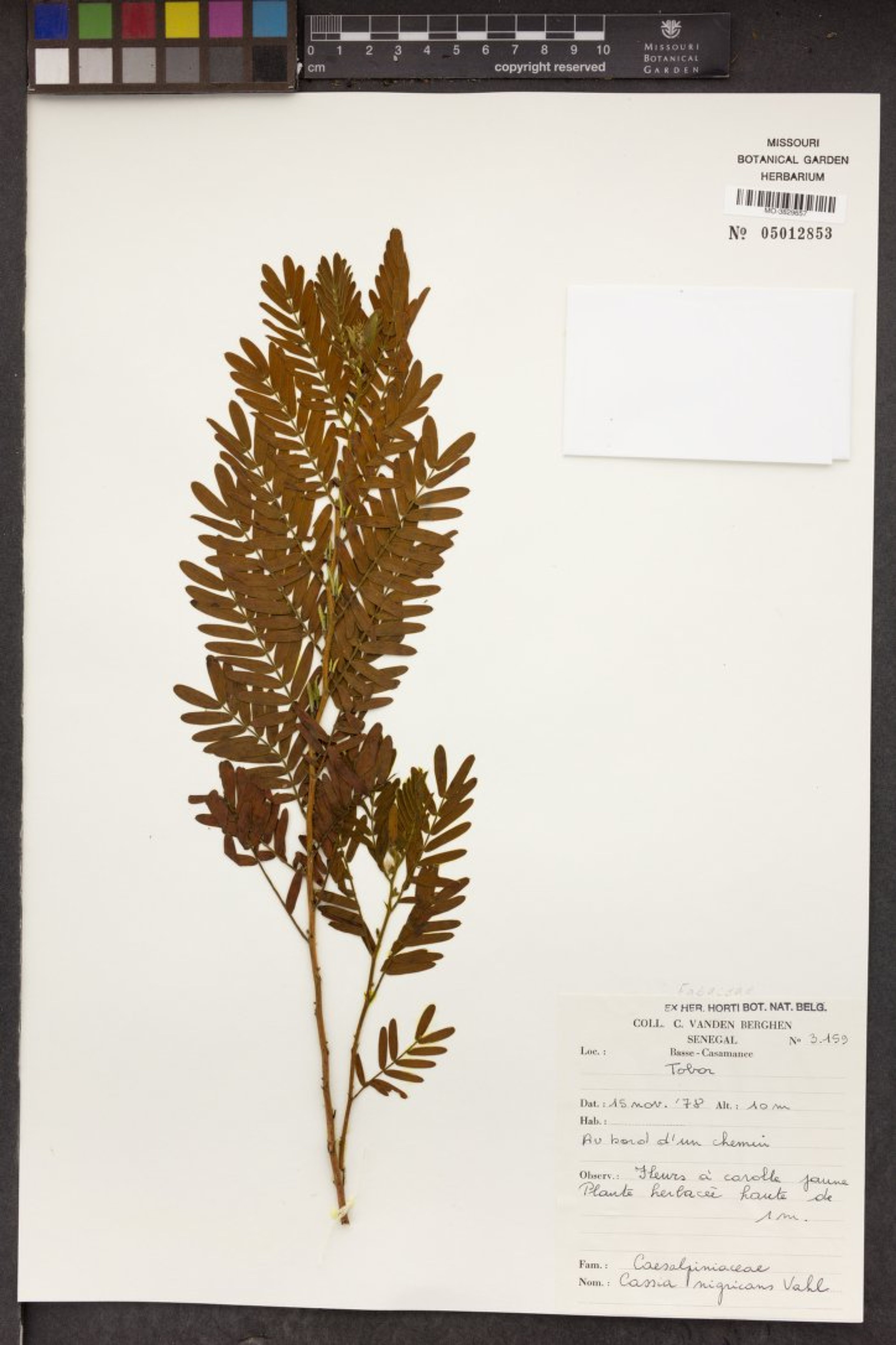 Chamaecrista nigricans - 51