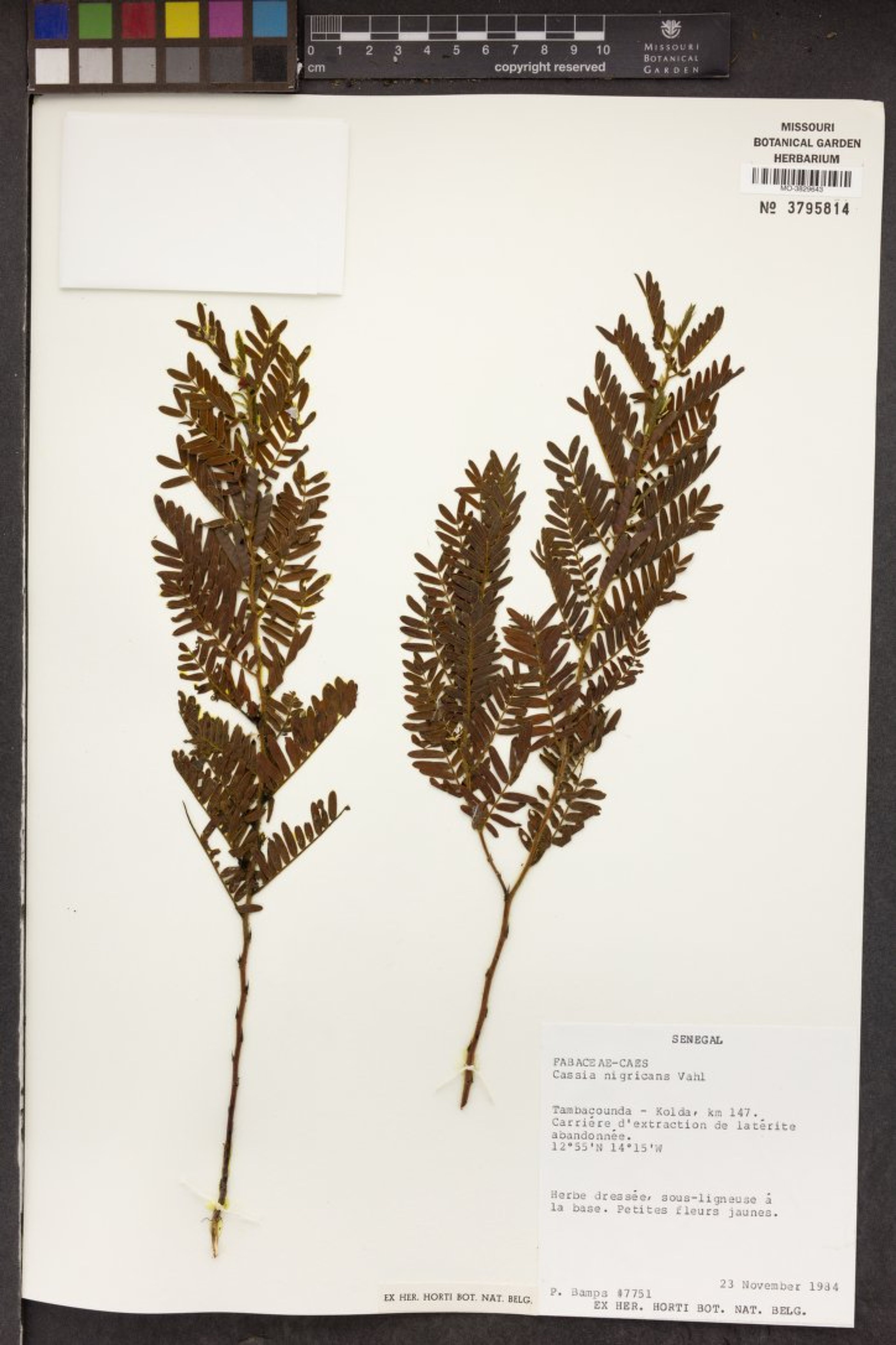 Chamaecrista nigricans - 33