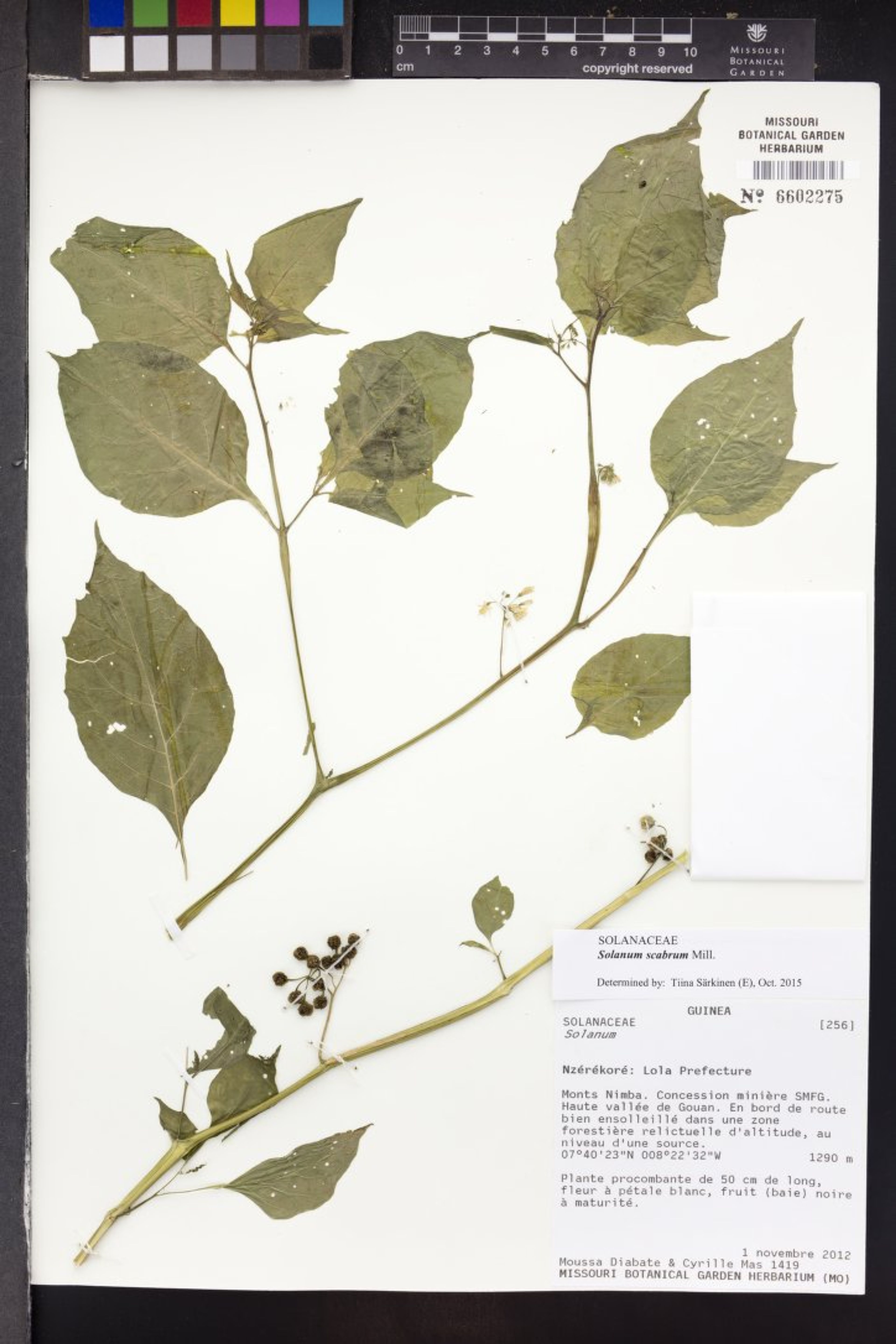 Solanum scabrum - 24